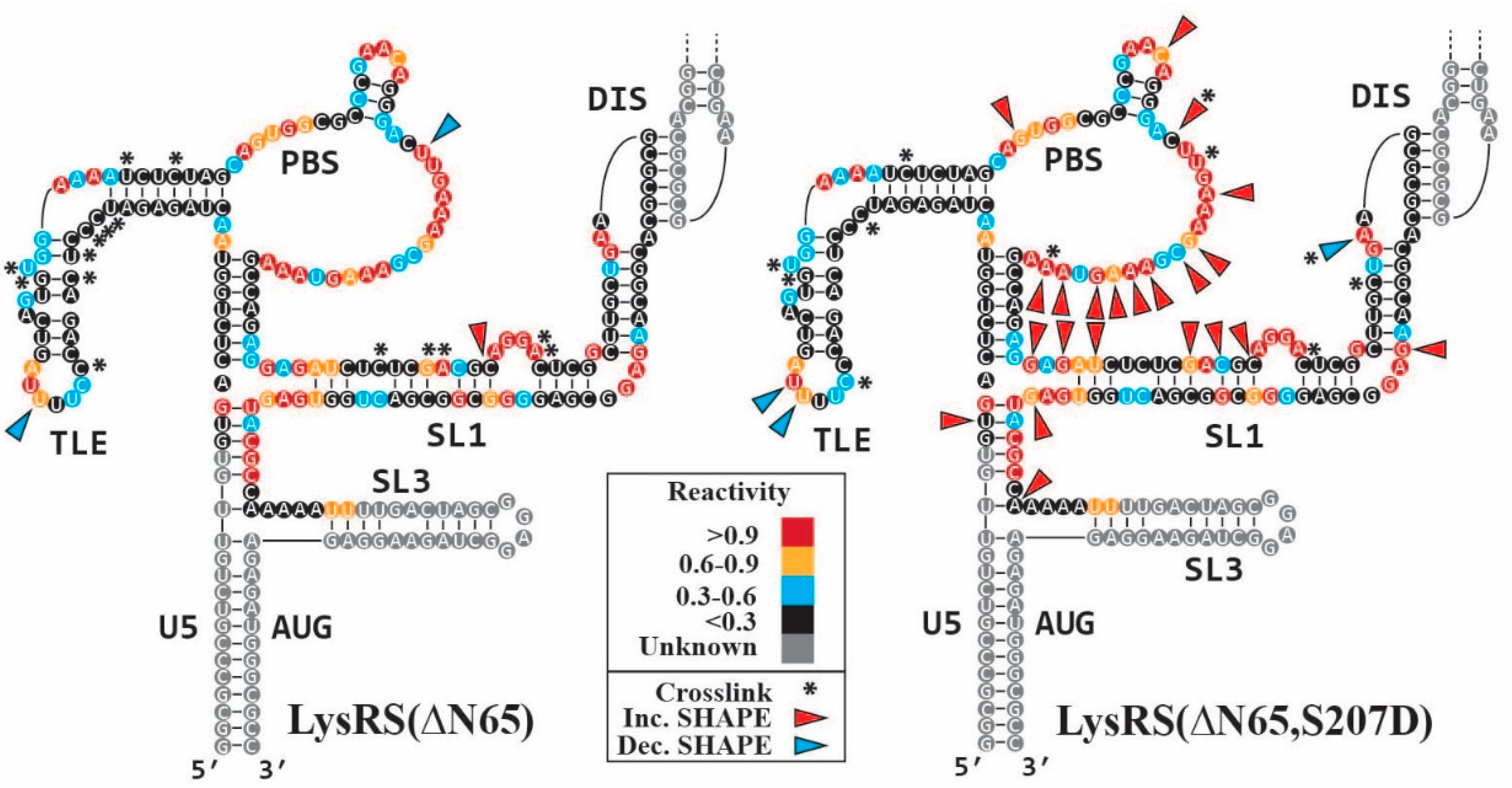 Viruses 14 01556 g003