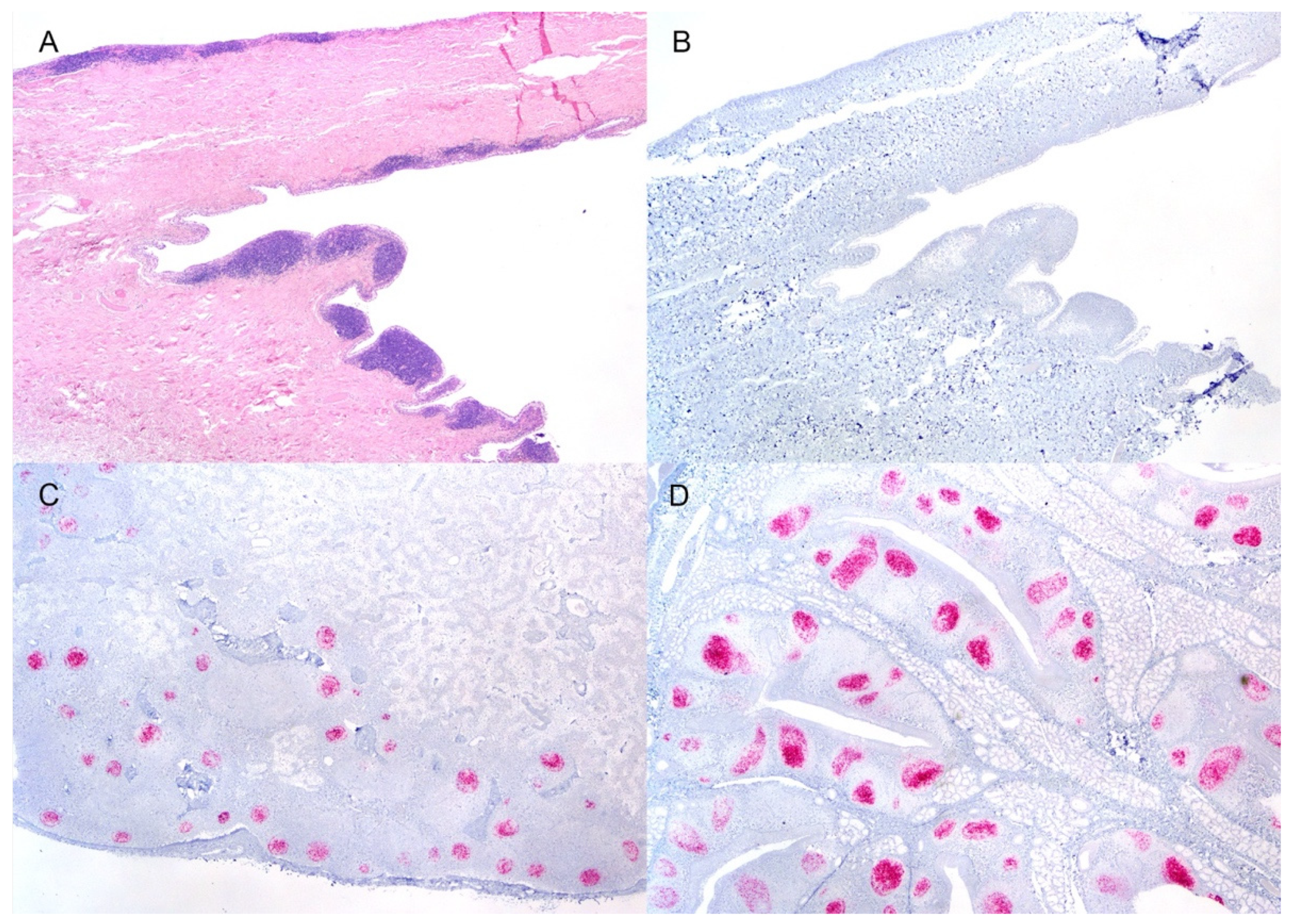 Viruses 14 01578 g001