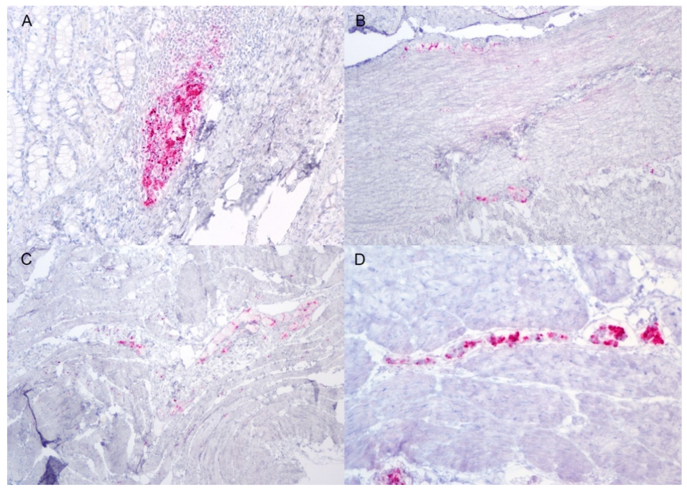 Viruses 14 01578 g002