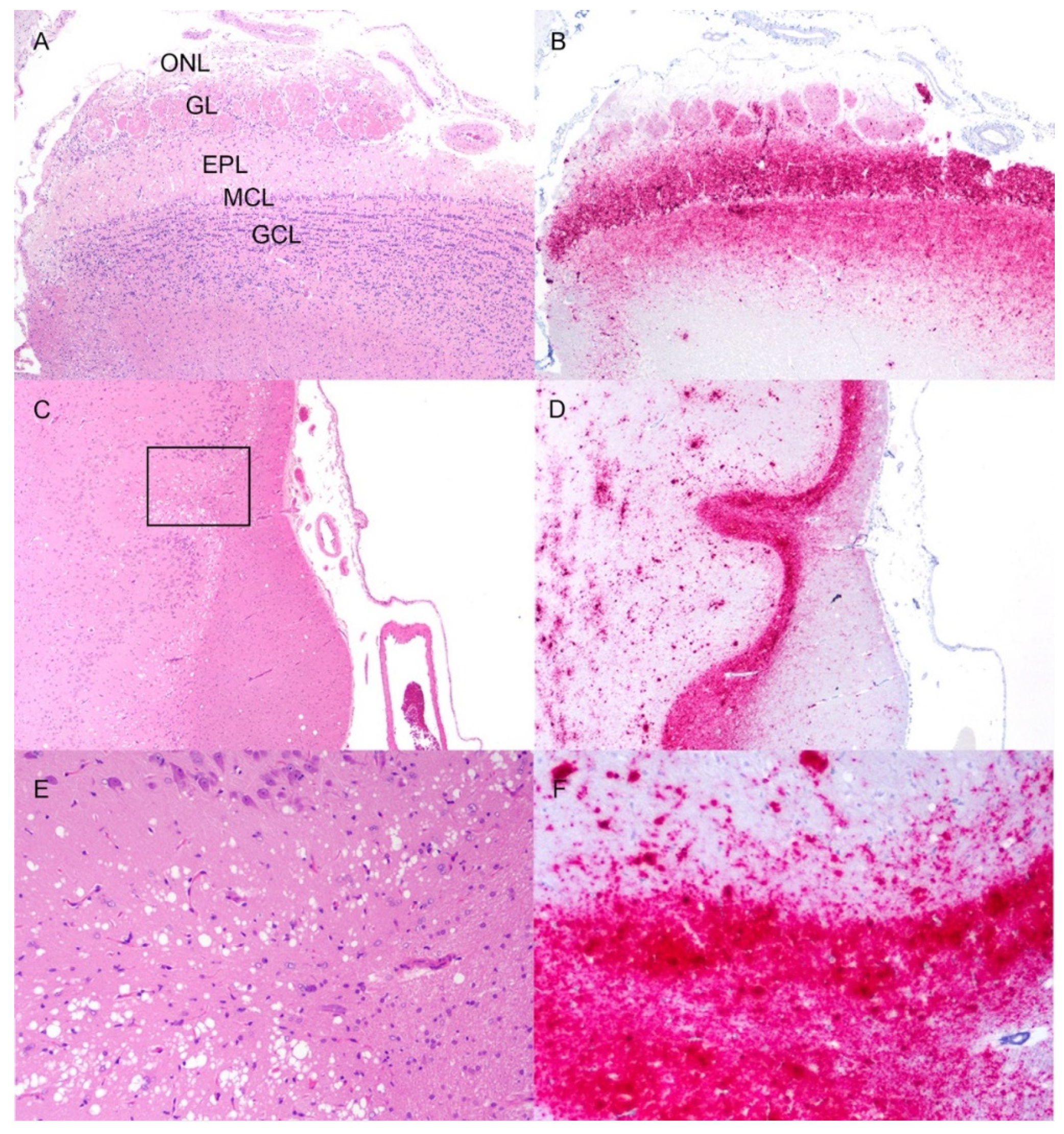 Viruses 14 01578 g004