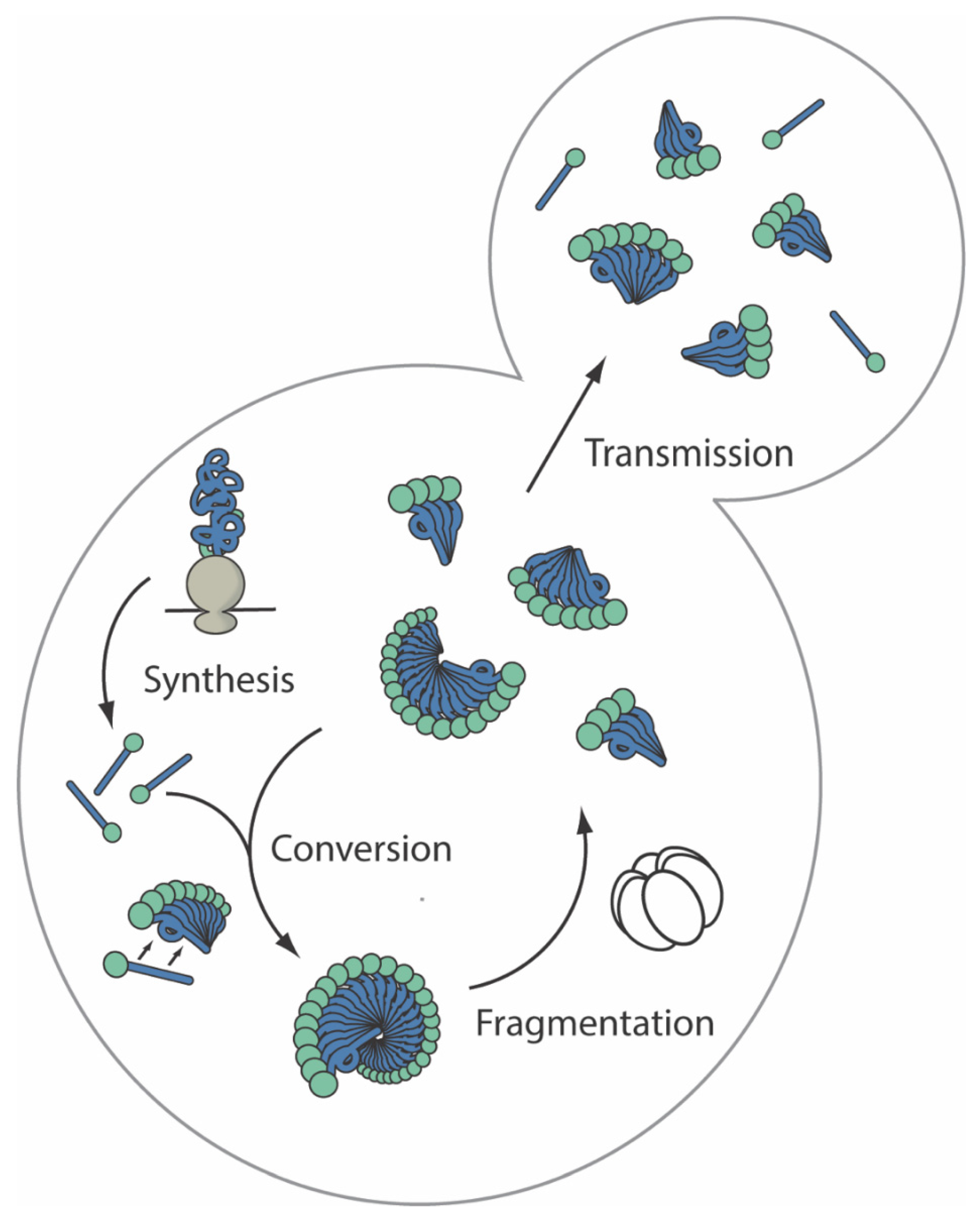 Viruses 14 01635 g002 Viruses 14 01635 g002