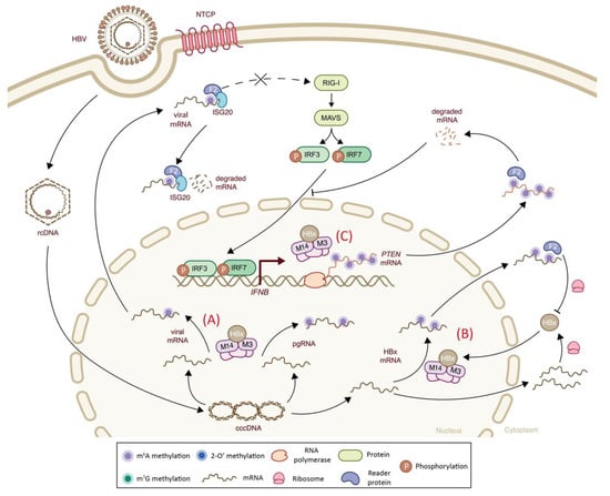 2′-O methylation of the viral mRNA cap evades host restriction by IFIT  family members