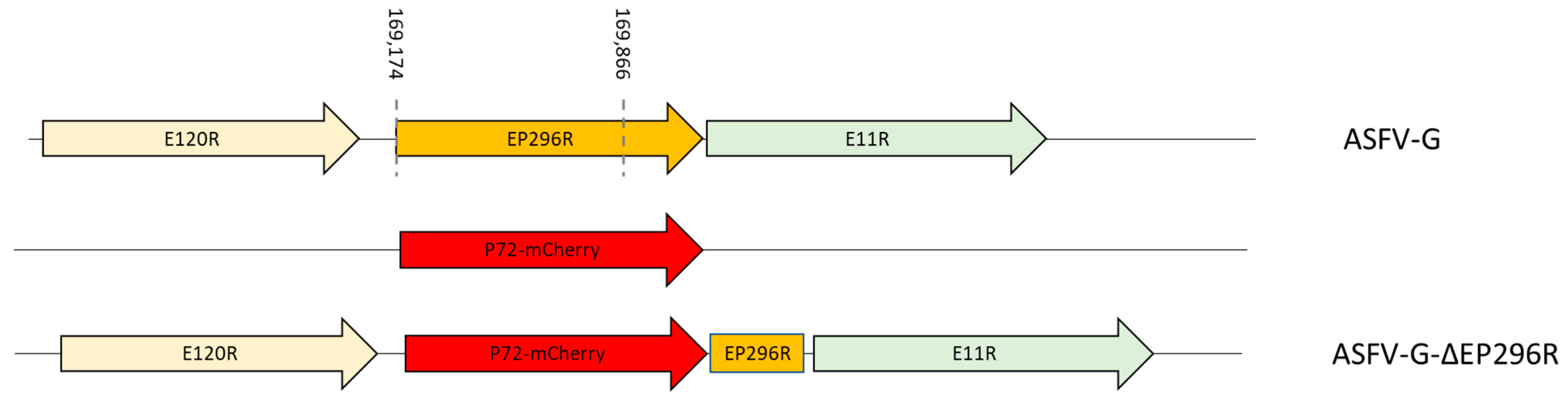 Viruses 14 01682 g004
