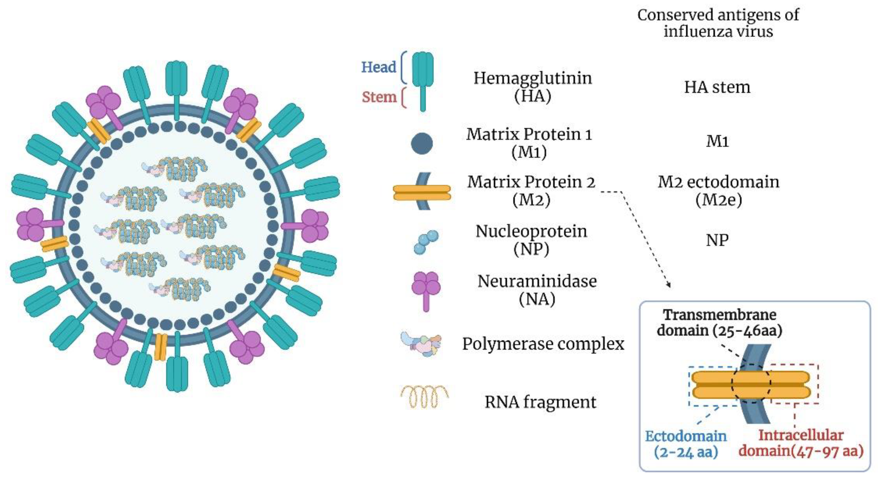 Viruses 14 01684 g001