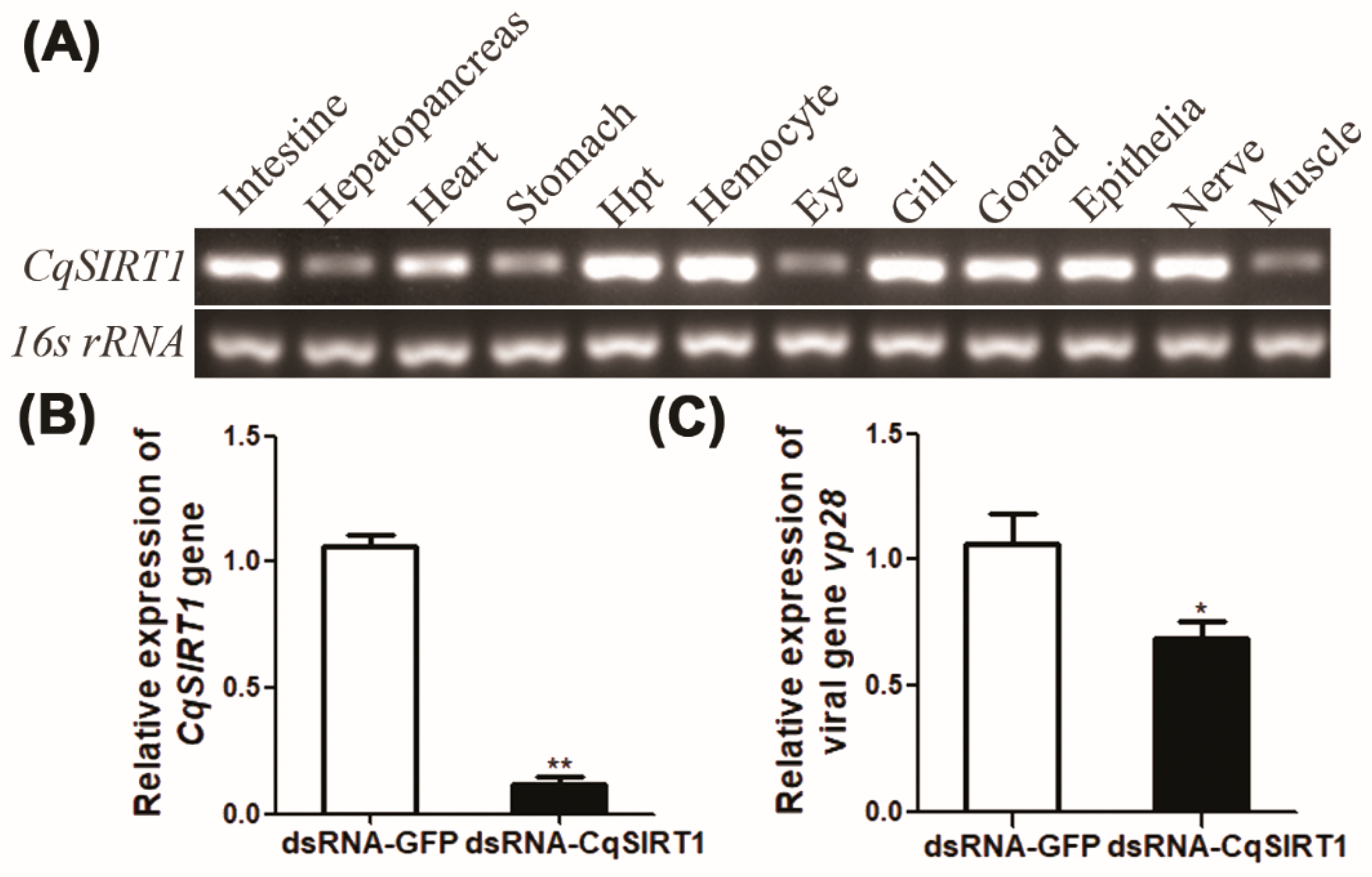 Viruses 14 01733 g002
