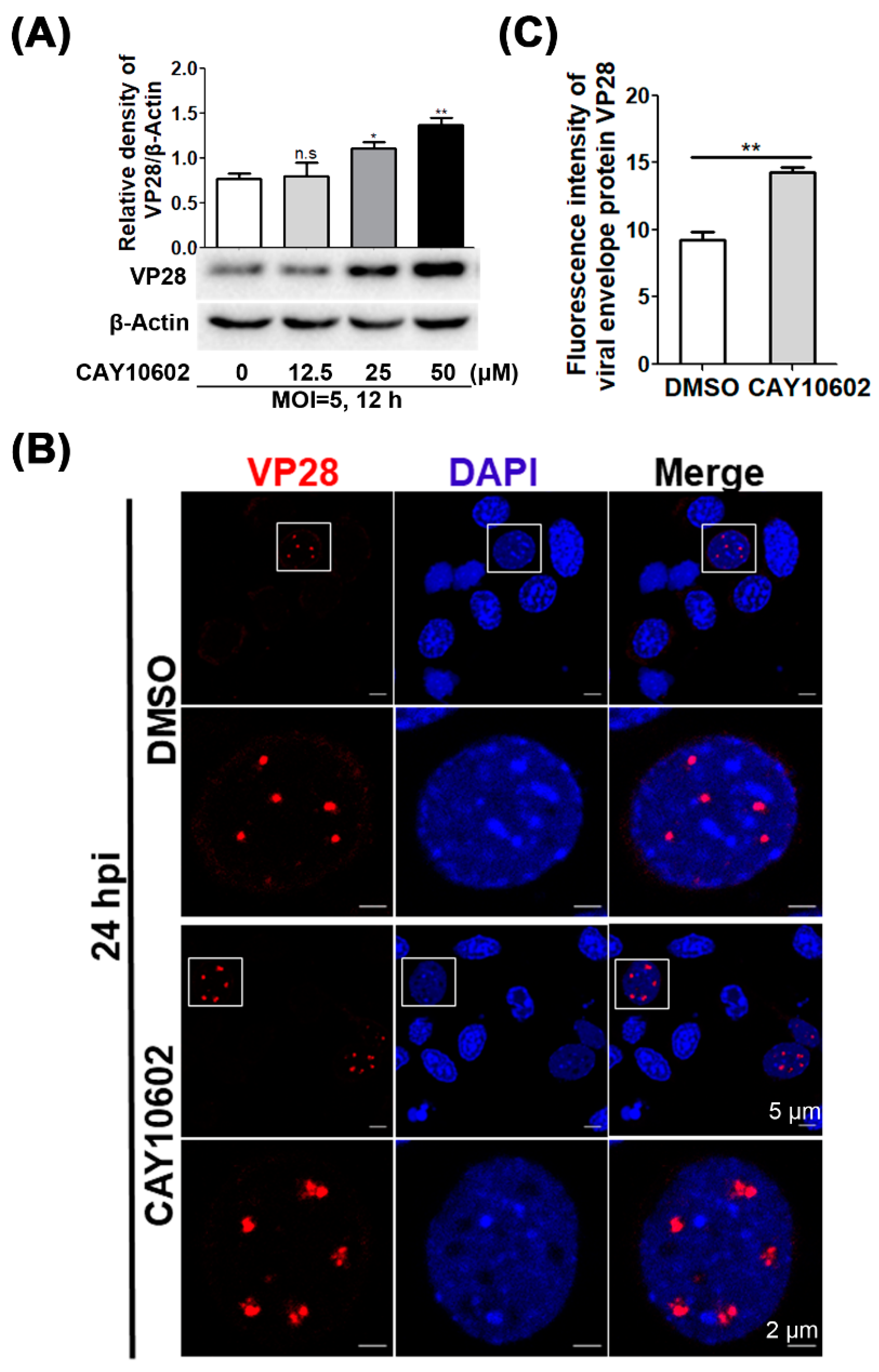 Viruses 14 01733 g004