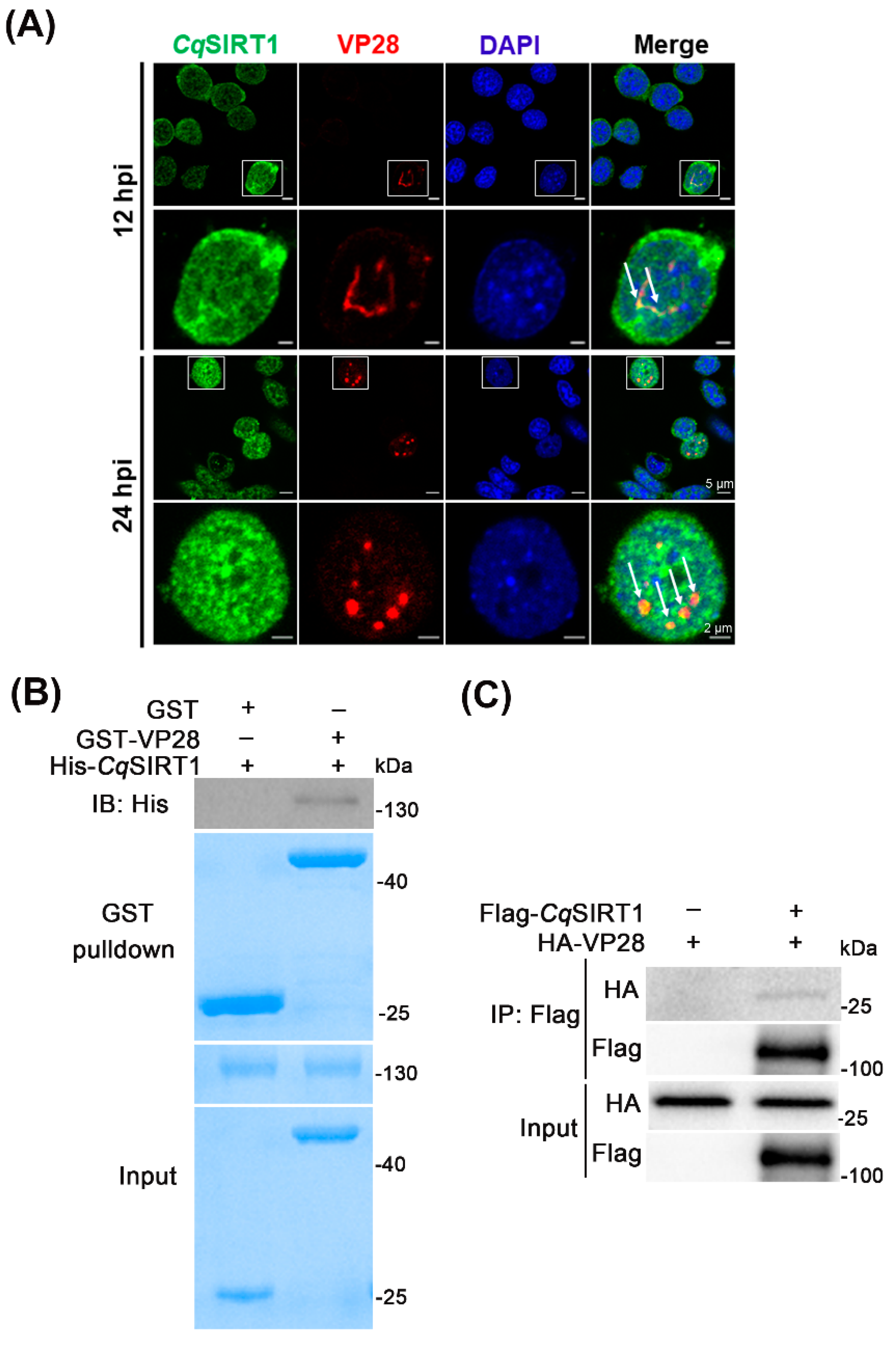 Viruses 14 01733 g005
