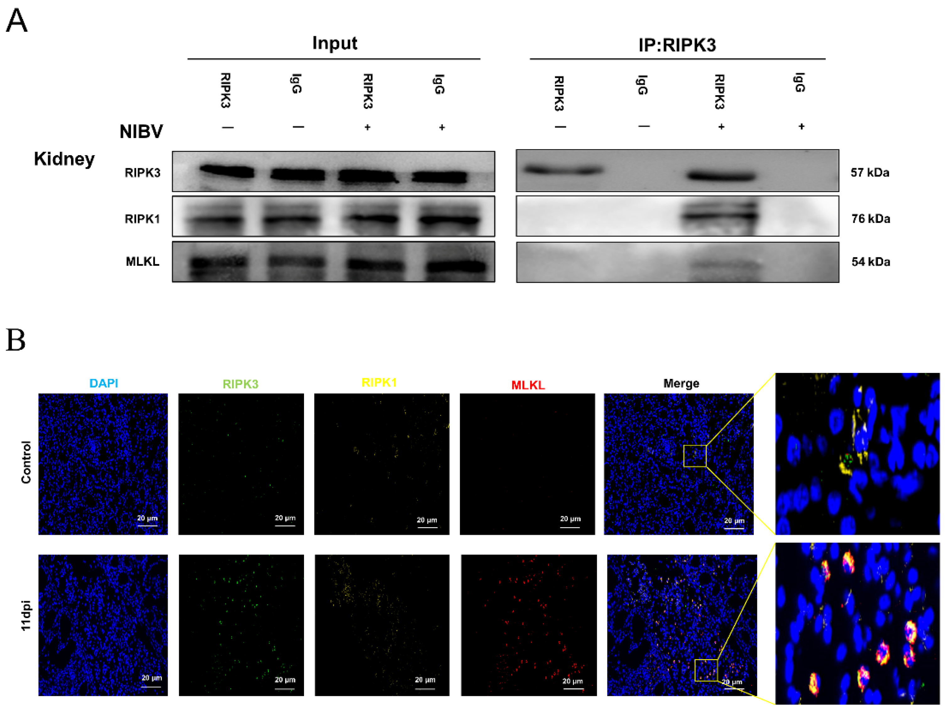 Viruses 14 01747 g007