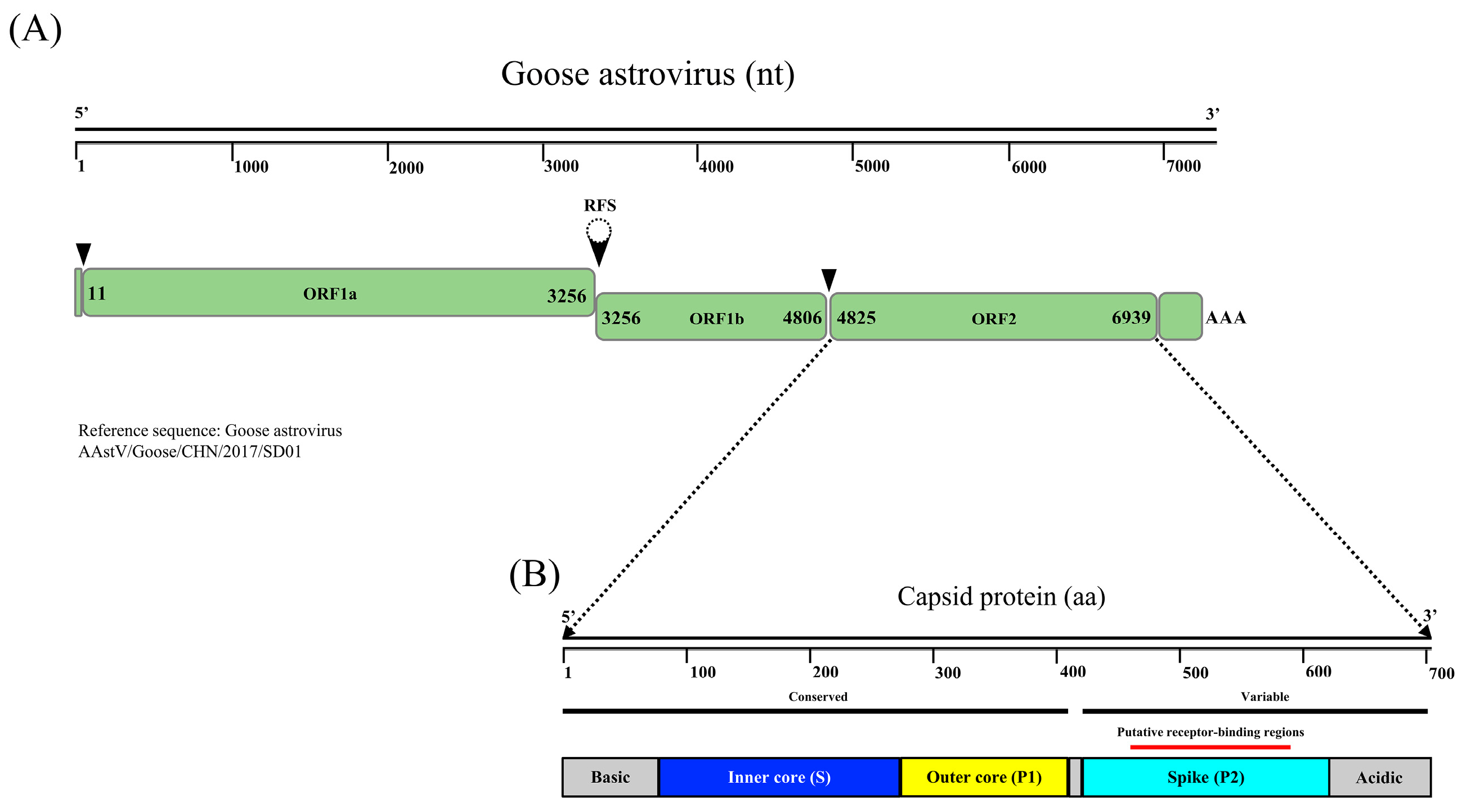 Viruses | Free Full-Text | Goose Astrovirus In China: A Comprehensive ...