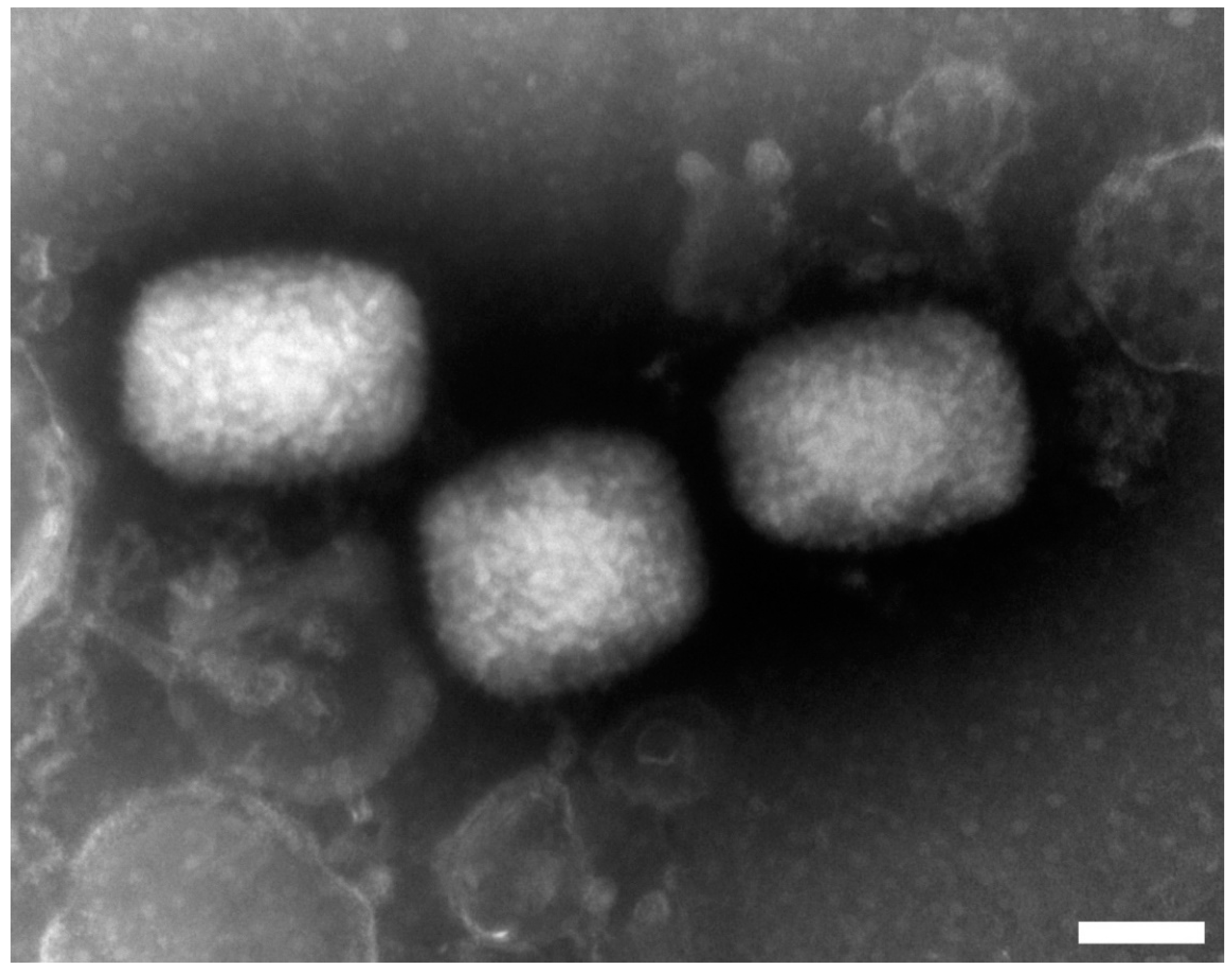 Viruses 14 01773 g001 Viruses 14 01773 g001