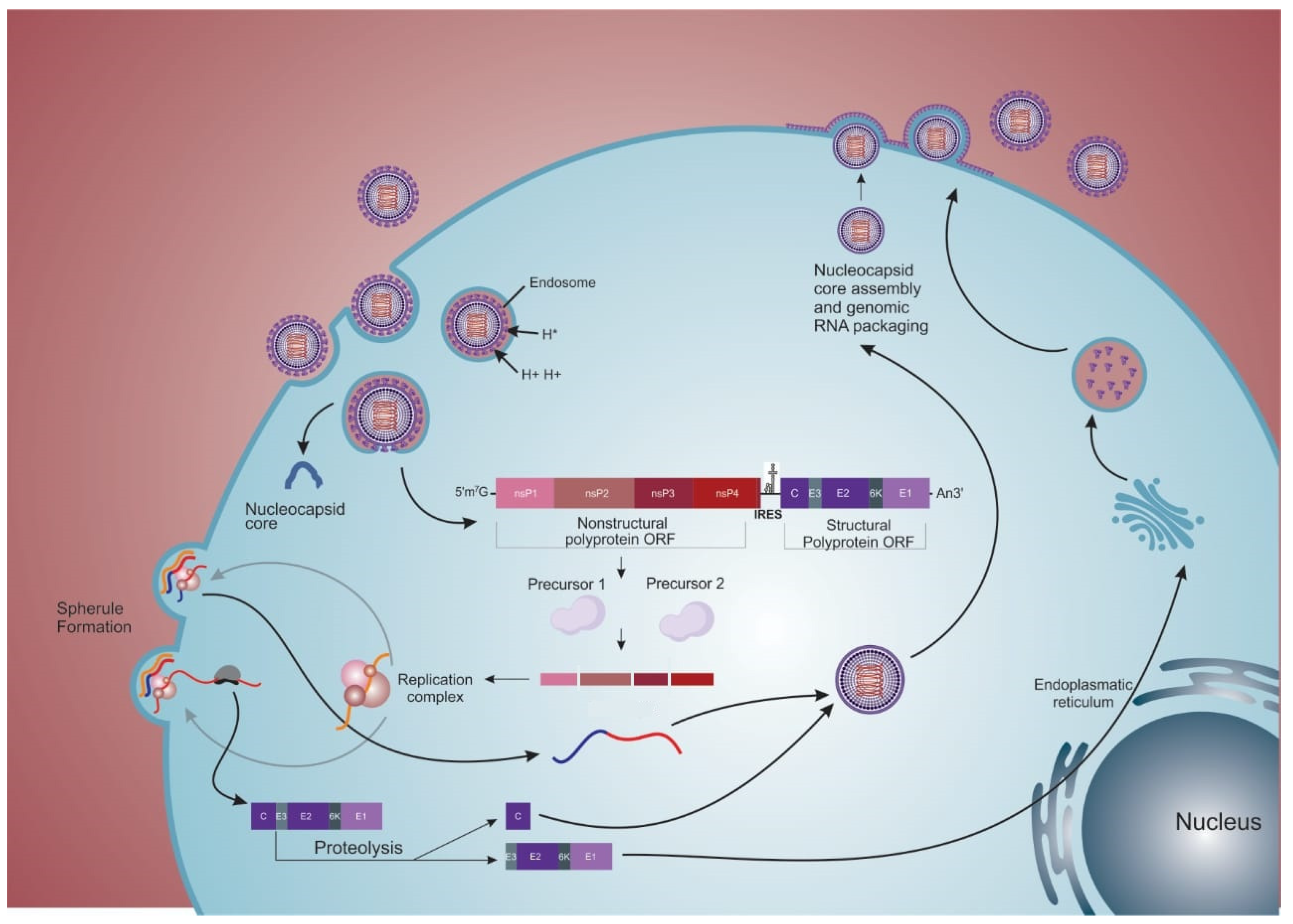 Viruses 14 01787 g002