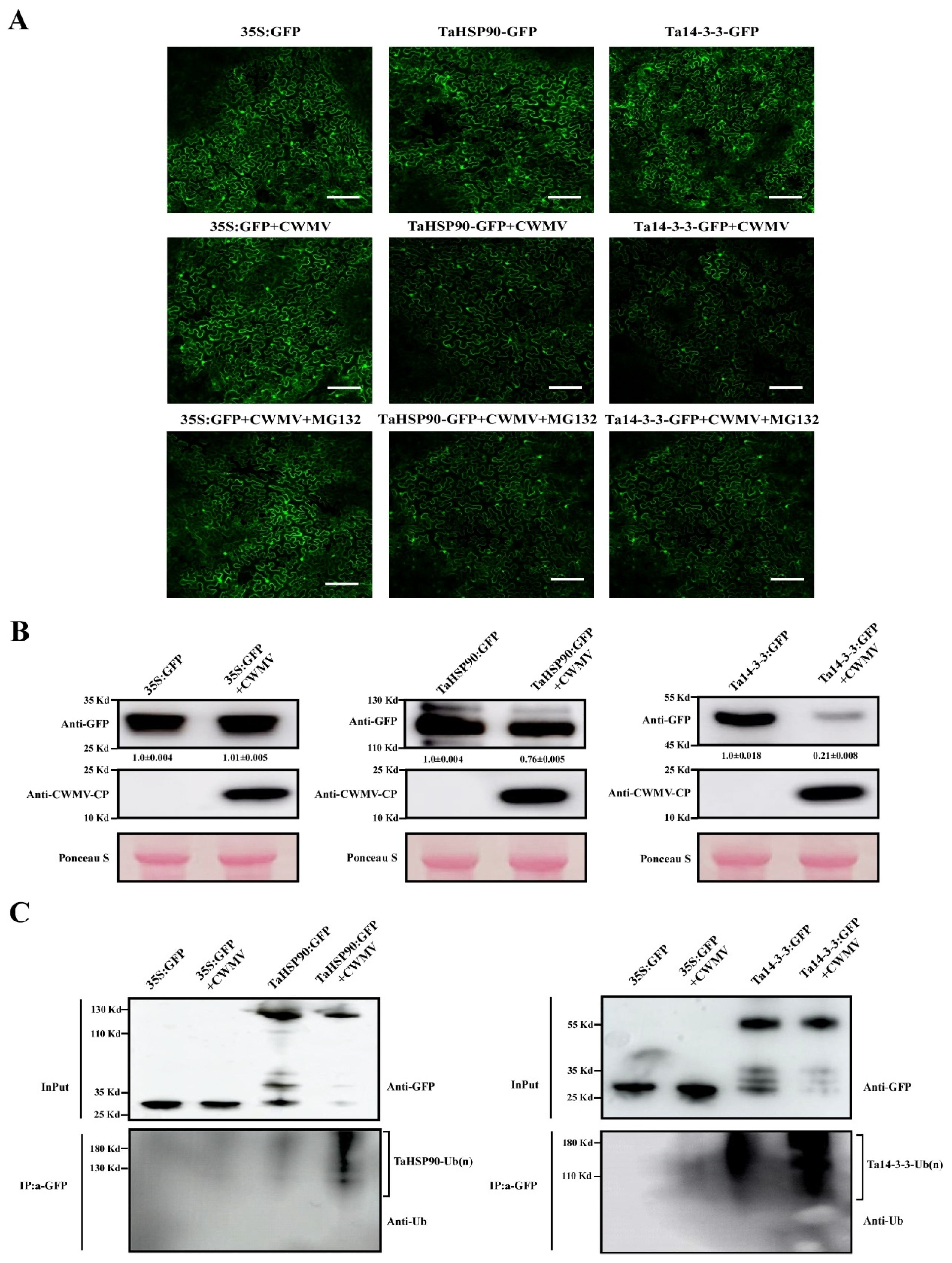 Viruses 14 01789 g006