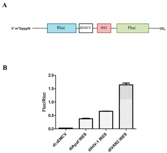 The SIV leader region can drive gene expression in a bicistronic RNA