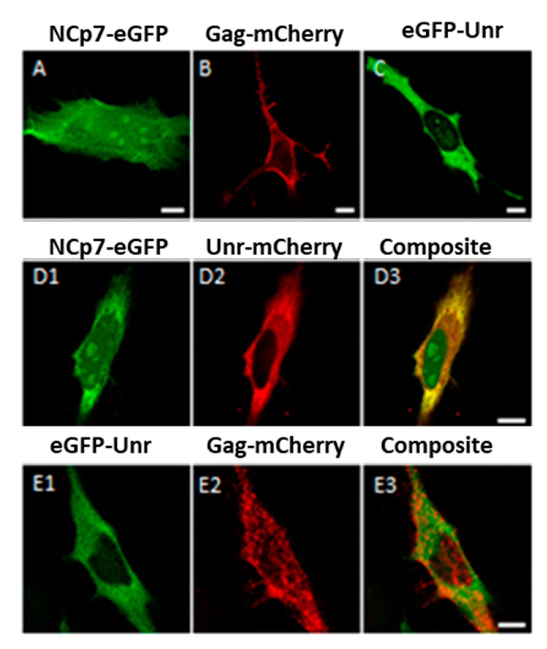 Viruses 14 01798 g005