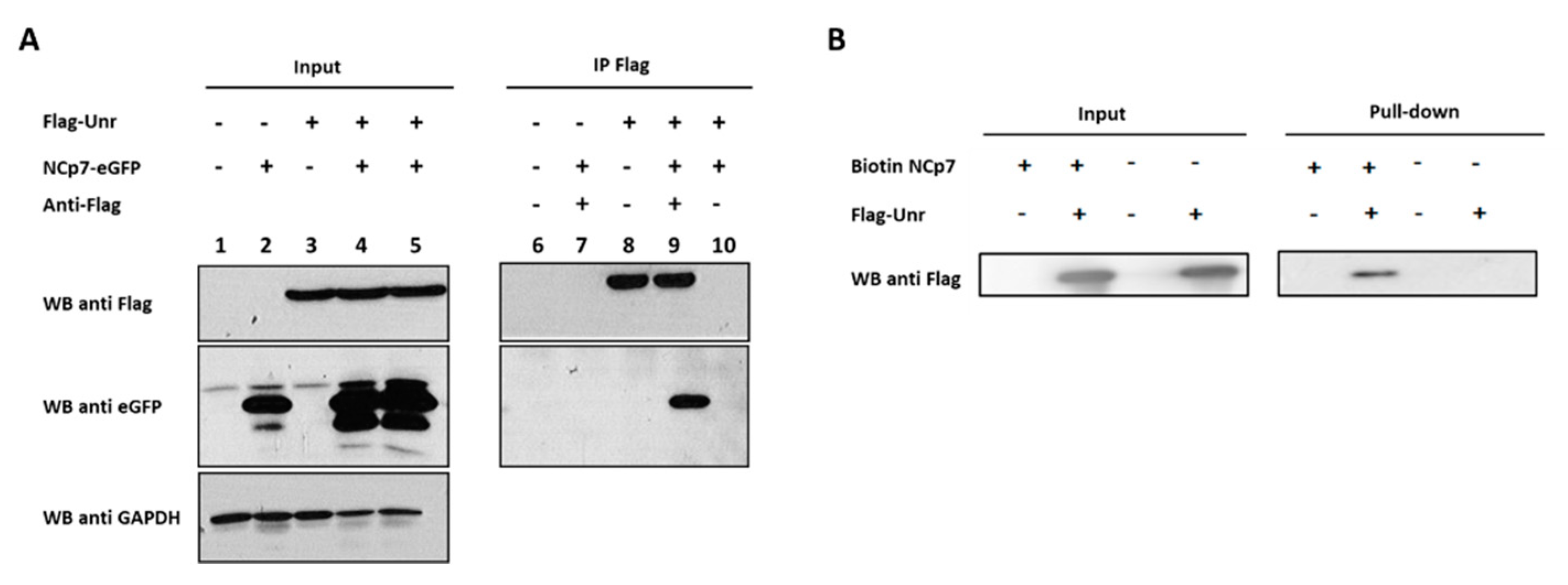 Viruses 14 01798 g008