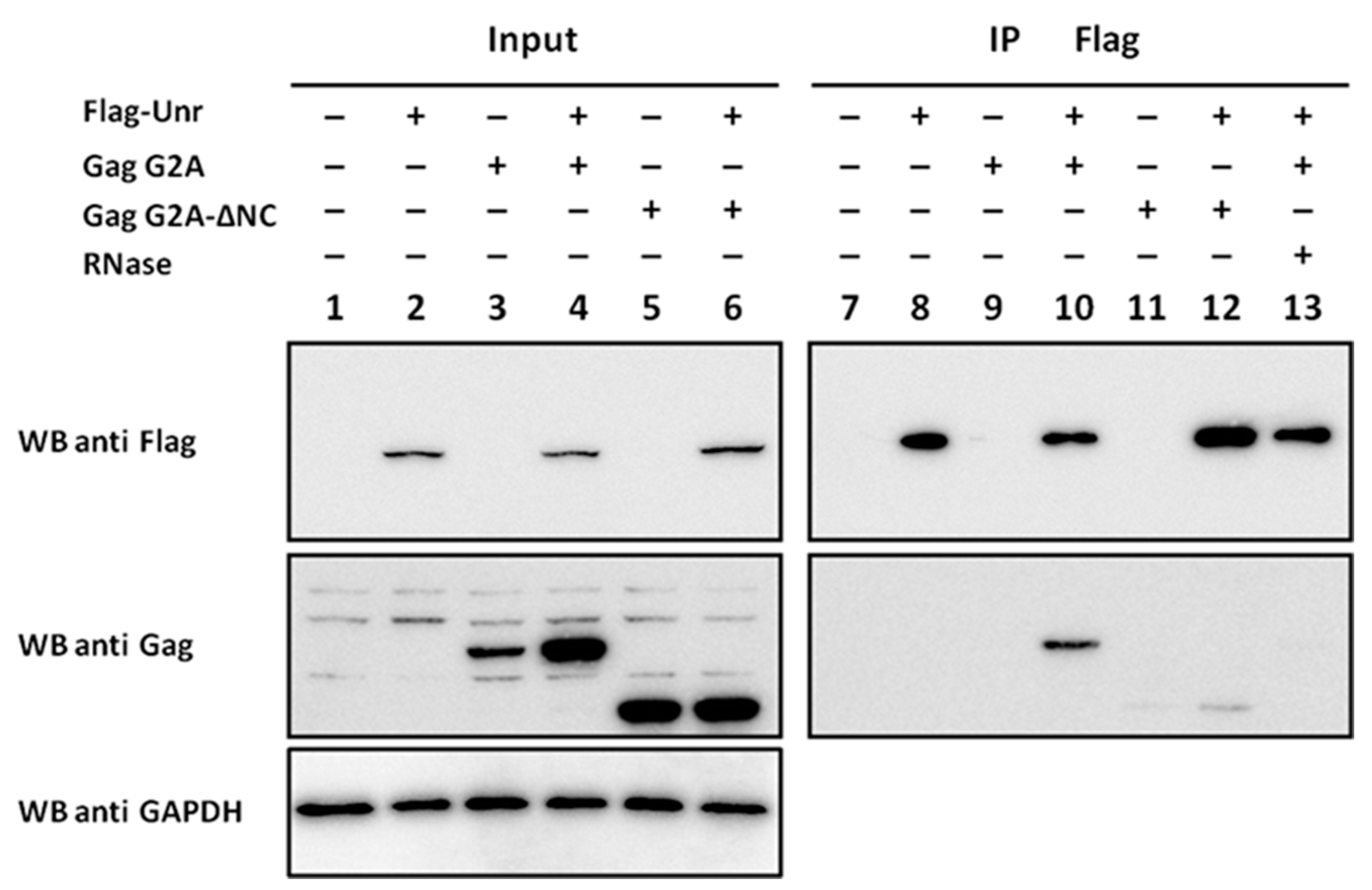 Viruses 14 01798 g009