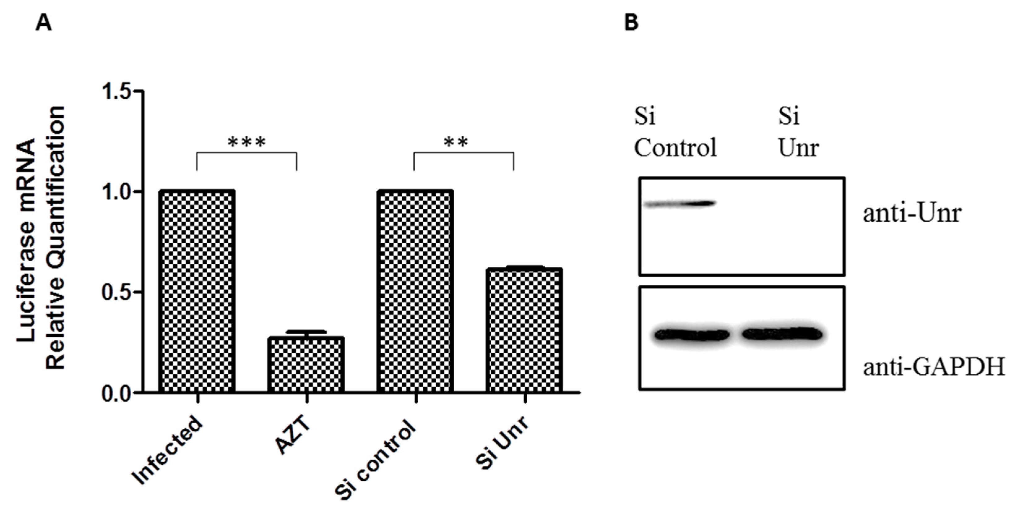 Viruses 14 01798 g010
