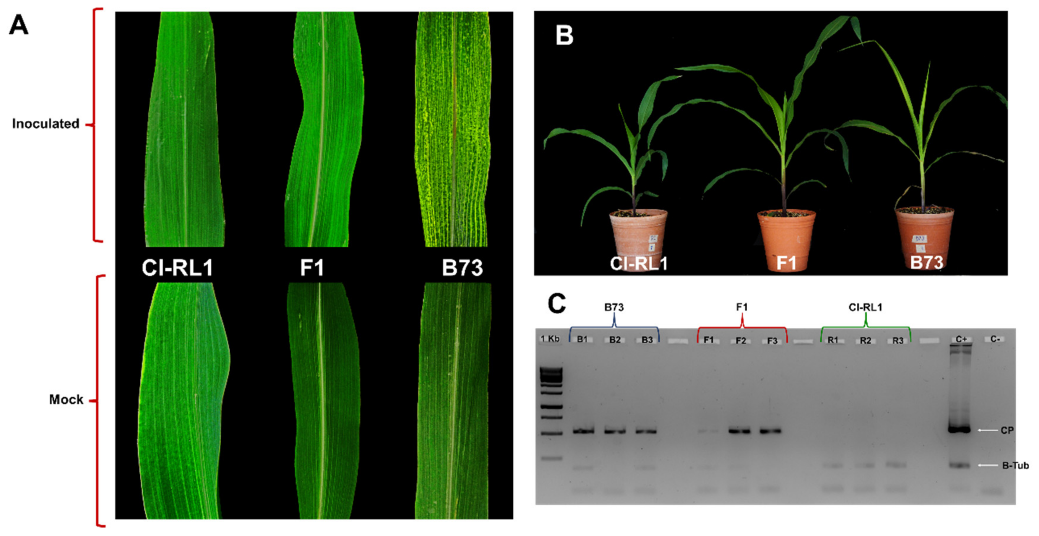 Viruses 14 01803 g001