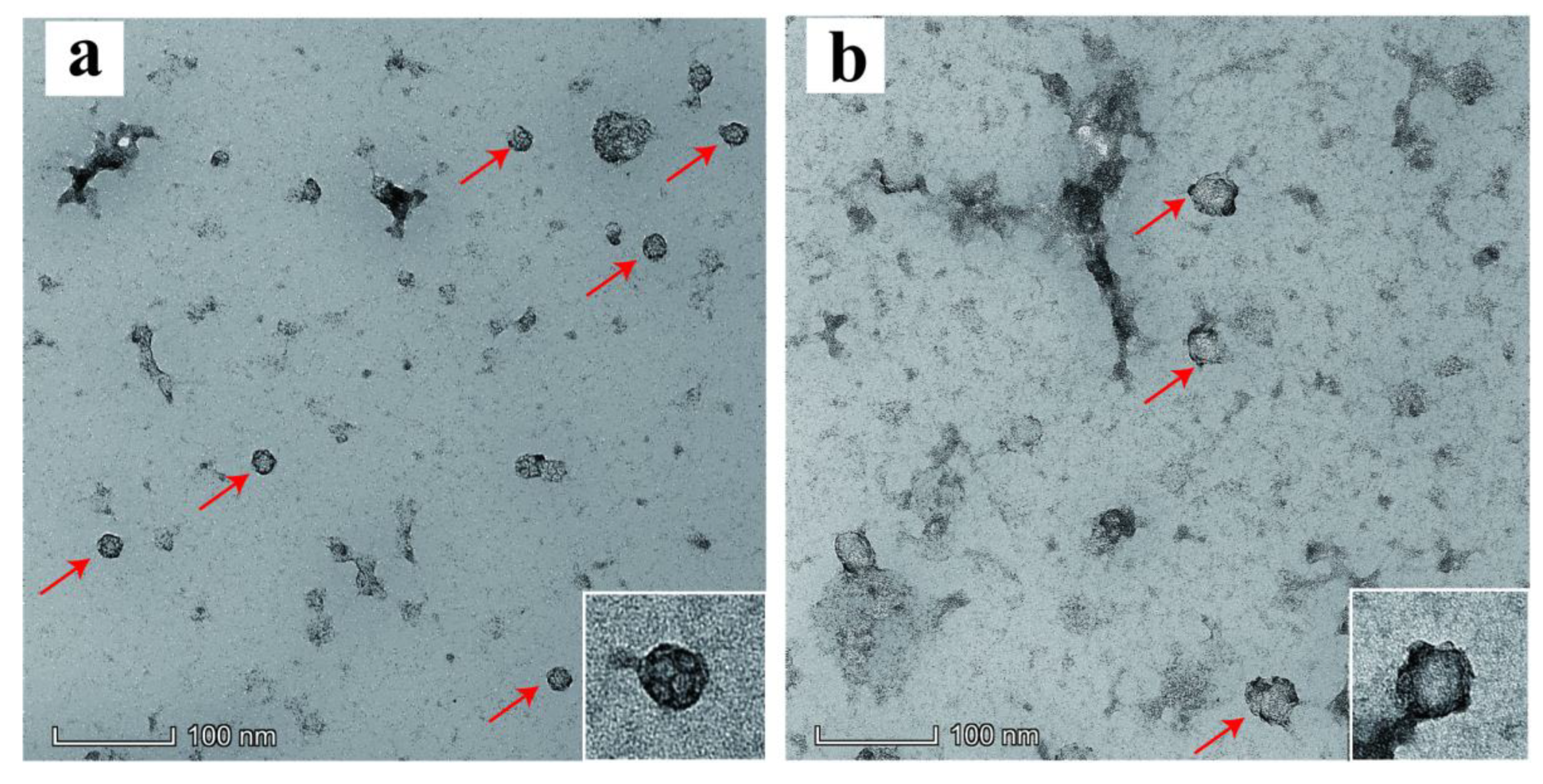 Viruses 14 01810 g003