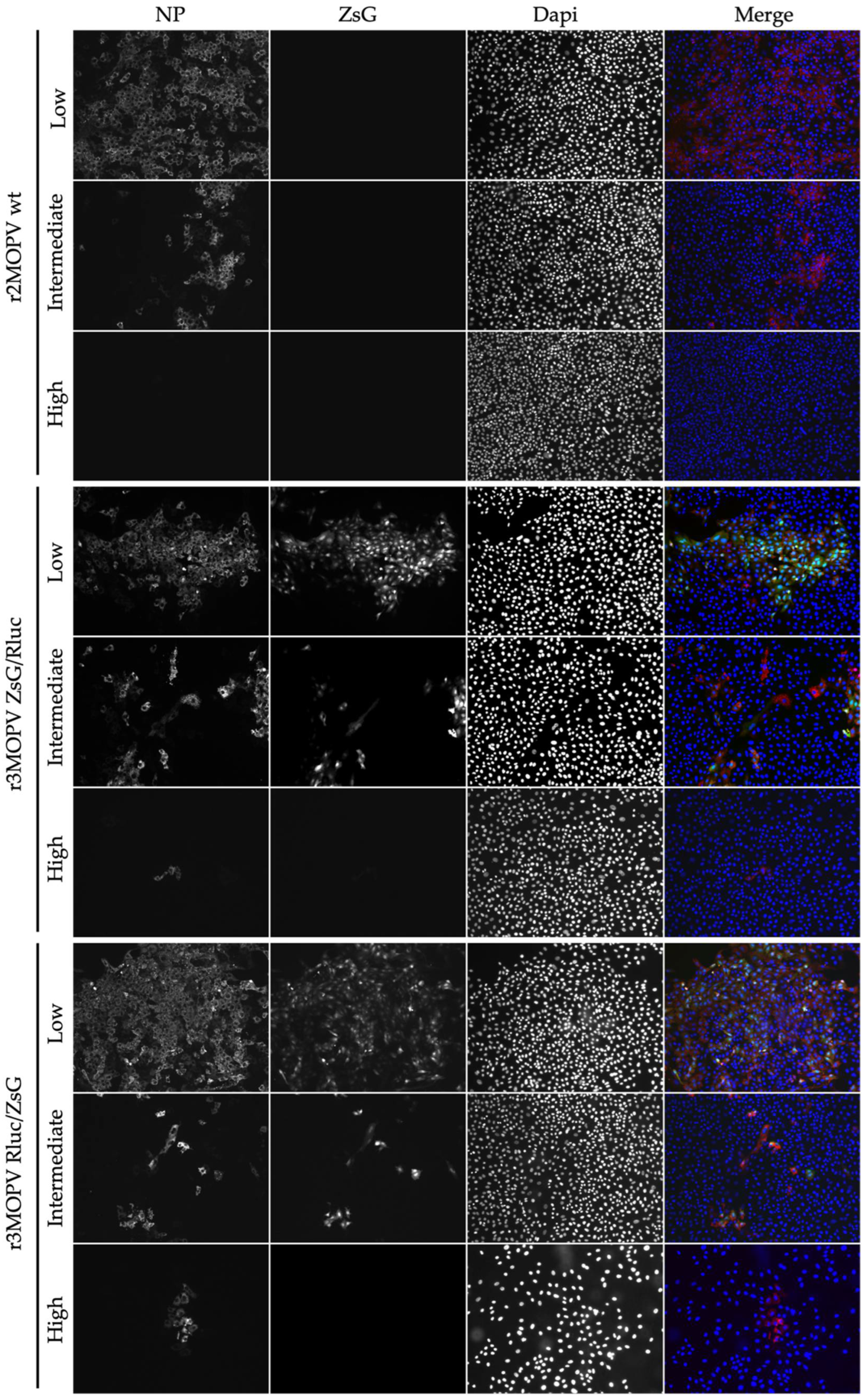 Viruses 14 01869 g005
