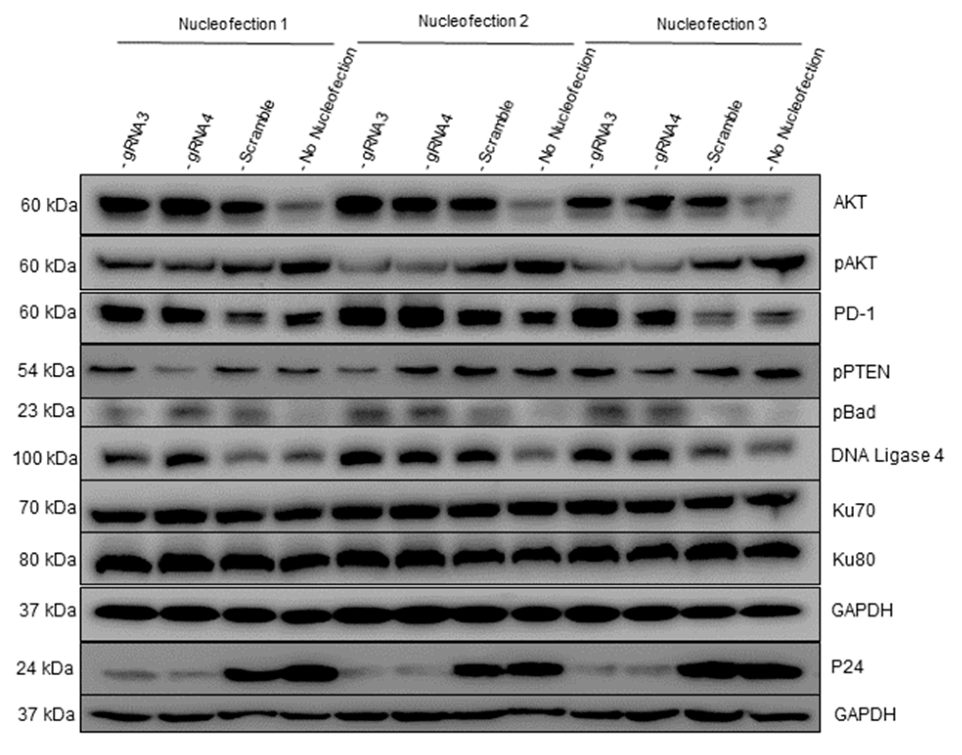 Viruses 14 01902 g005