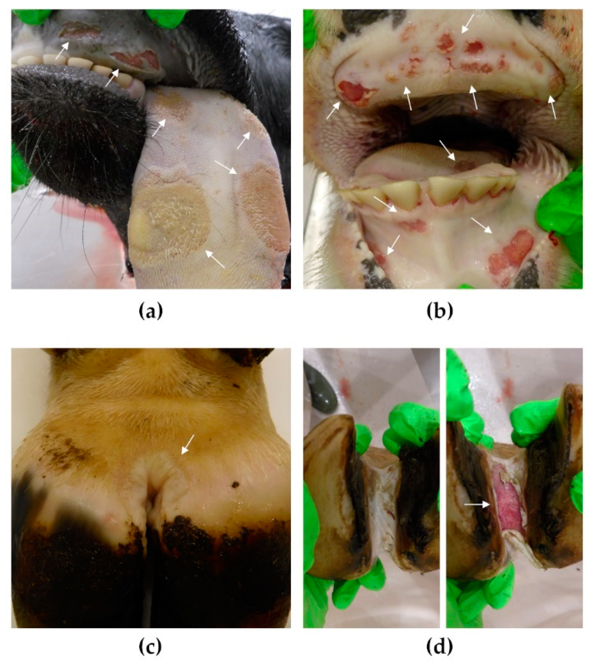 Viruses 14 01924 g004