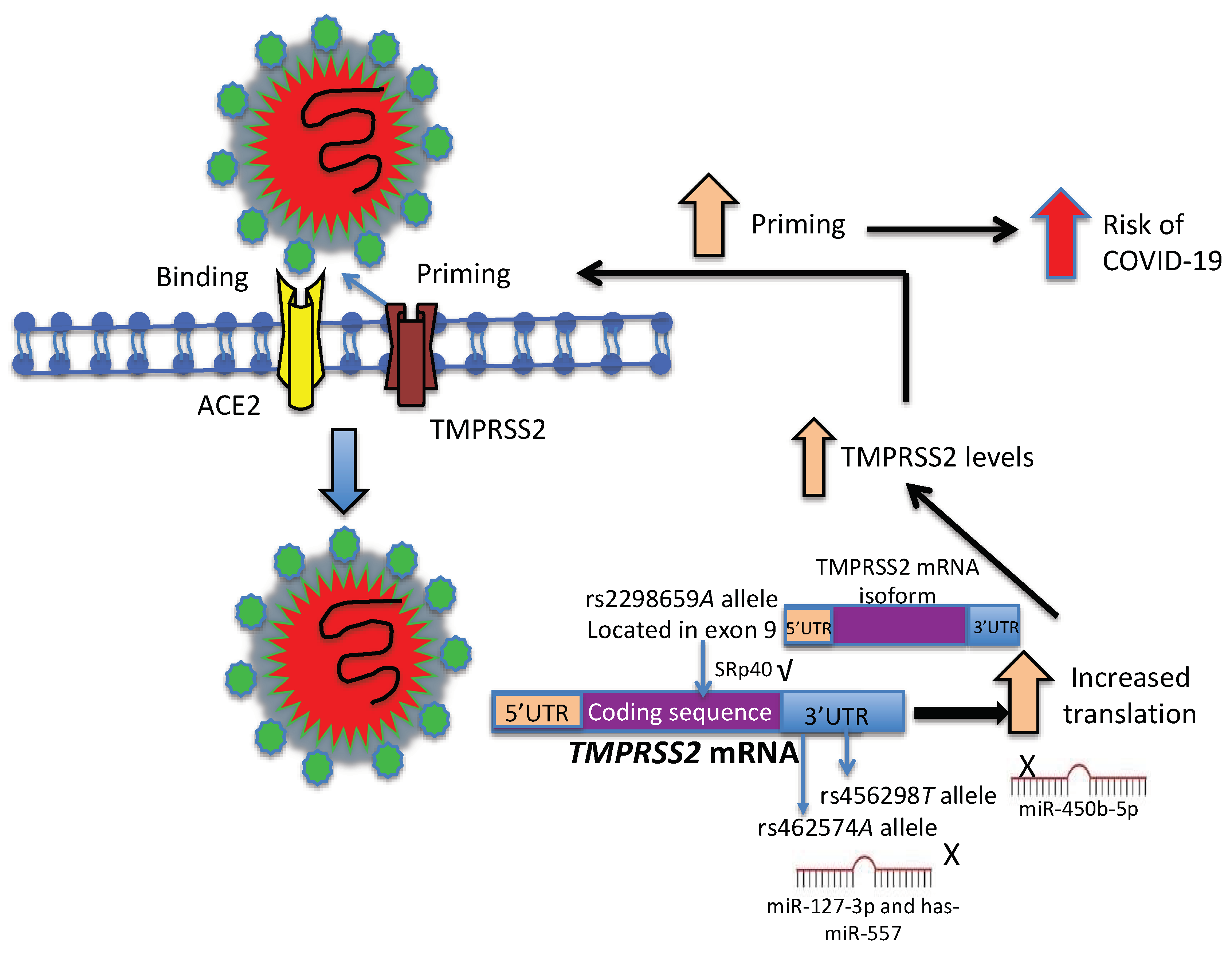 Viruses Free Full Text Association Of The Transmembrane Serine Protease 2 Tmprss2 5357