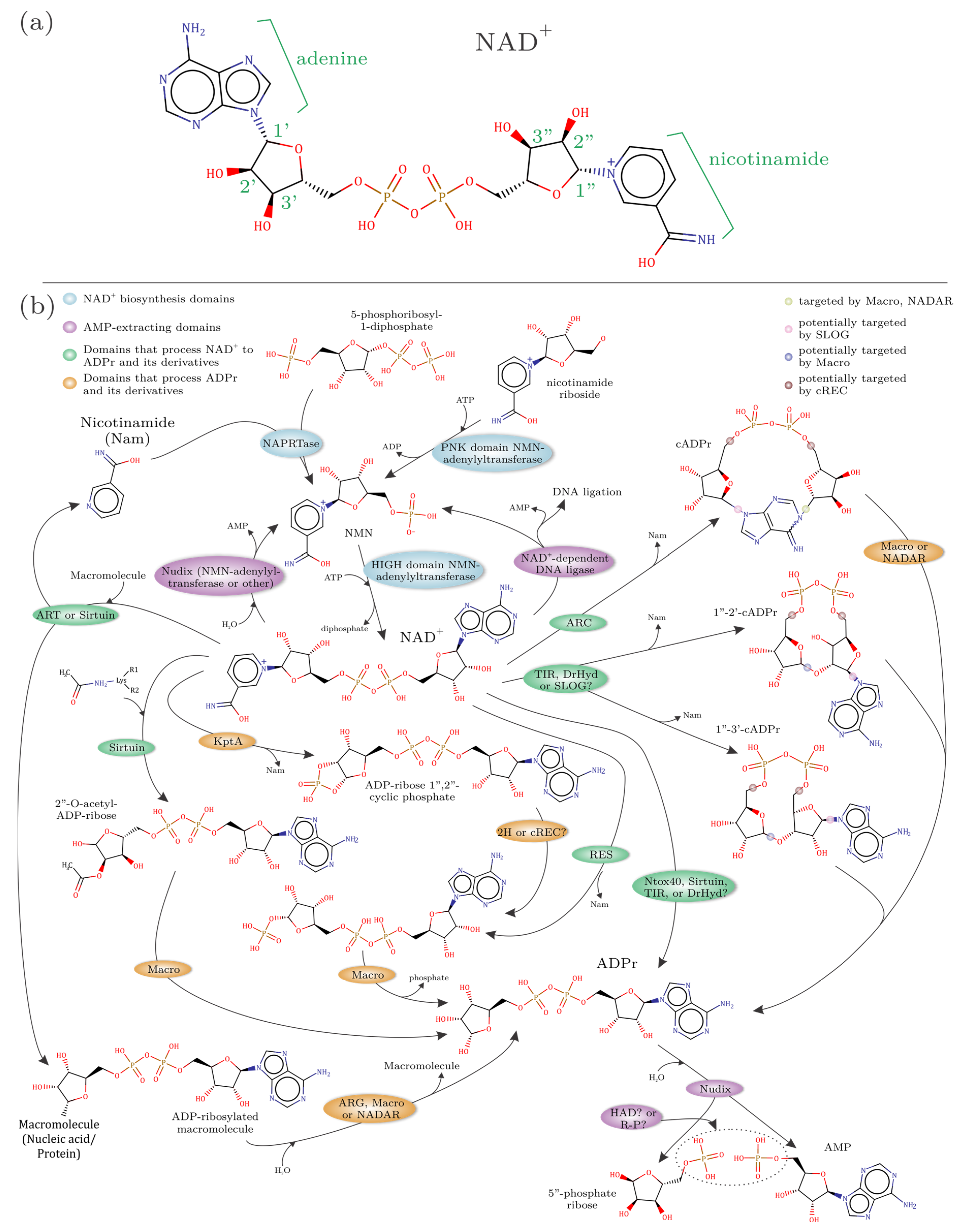 Viruses 14 01977 g001 Viruses 14 01977 g001