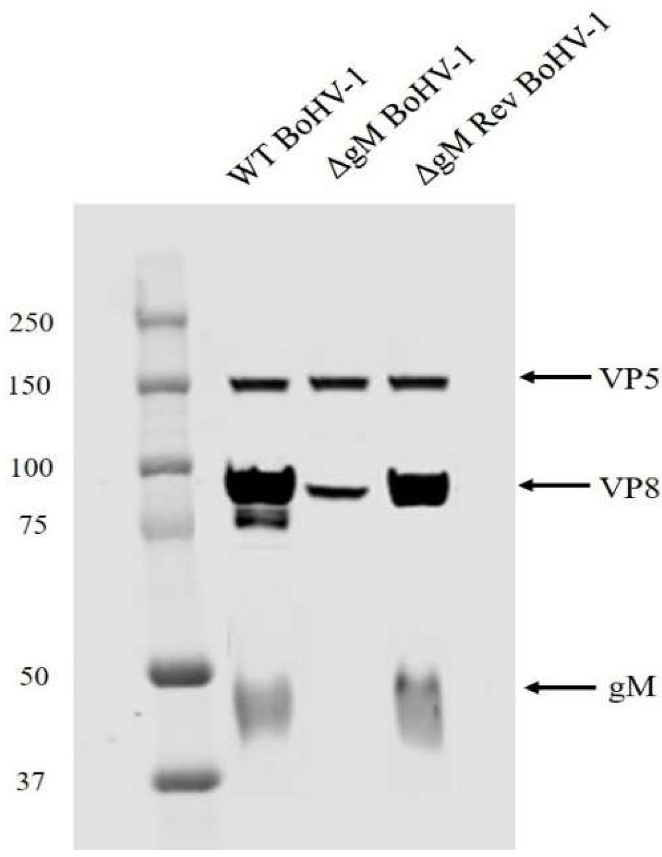 Viruses | Free Full-Text | Bovine Herpesvirus-1 Glycoprotein M Mediates ...