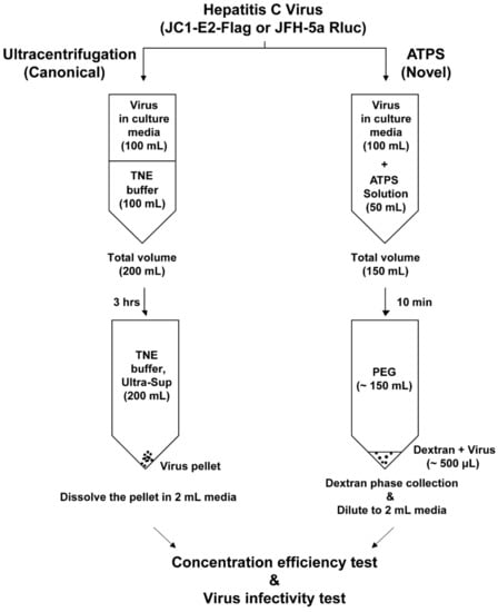 https://www.mdpi.com/viruses/viruses-14-01987/article_deploy/html/images/viruses-14-01987-g001-550.jpg