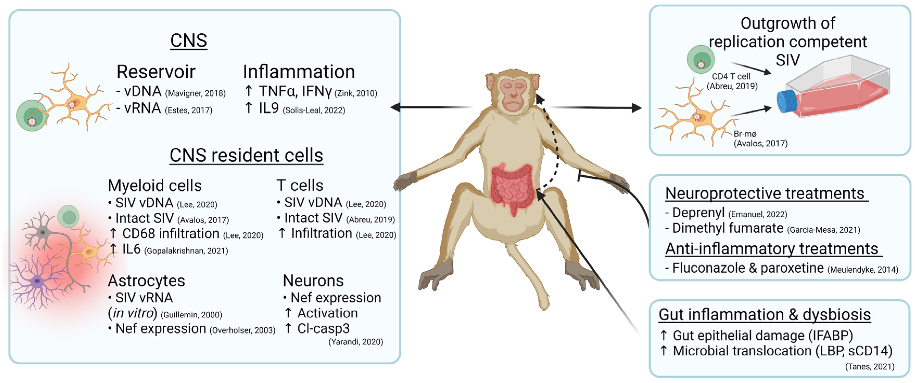 Viruses | Free Full-Text | Non-Human Primate Models of HIV Brain Infection  and Cognitive Disorders