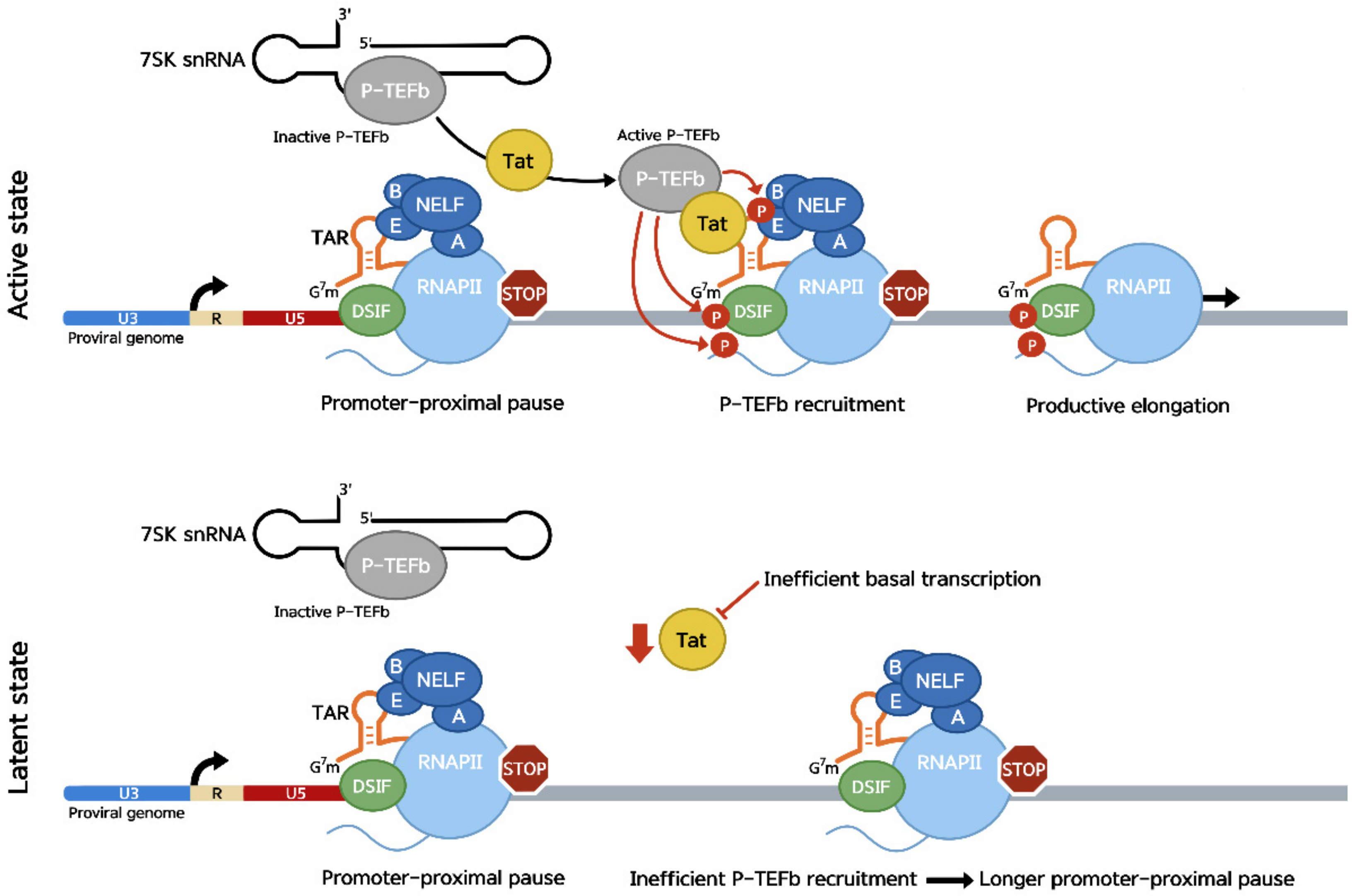 Rna Polymerase Promoter