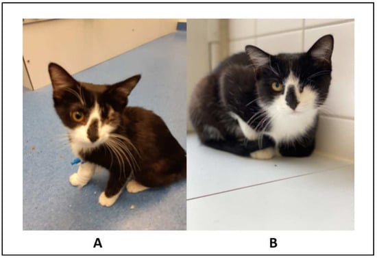 Viruses | Free Full-Text | Clinical Follow-Up and Postmortem Findings in a  Cat That Was Cured of Feline Infectious Peritonitis with an Oral Antiviral  Drug Containing GS-441524 | HTML