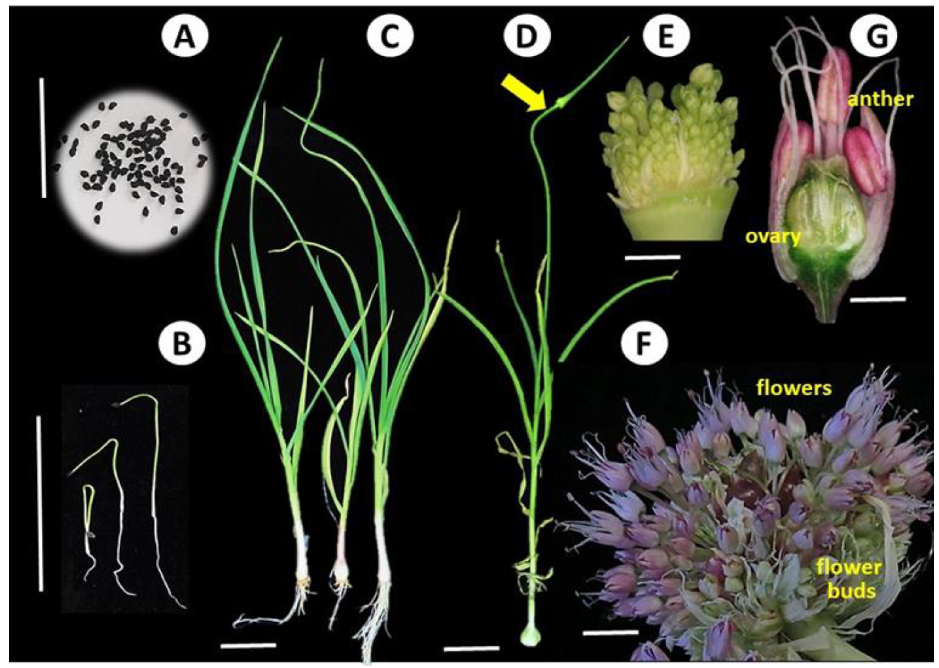 Viruses | Free Full-Text | Garlic Potyviruses Are Translocated to the True  Seeds through the Vegetative and Reproductive Systems of the Mother Plant