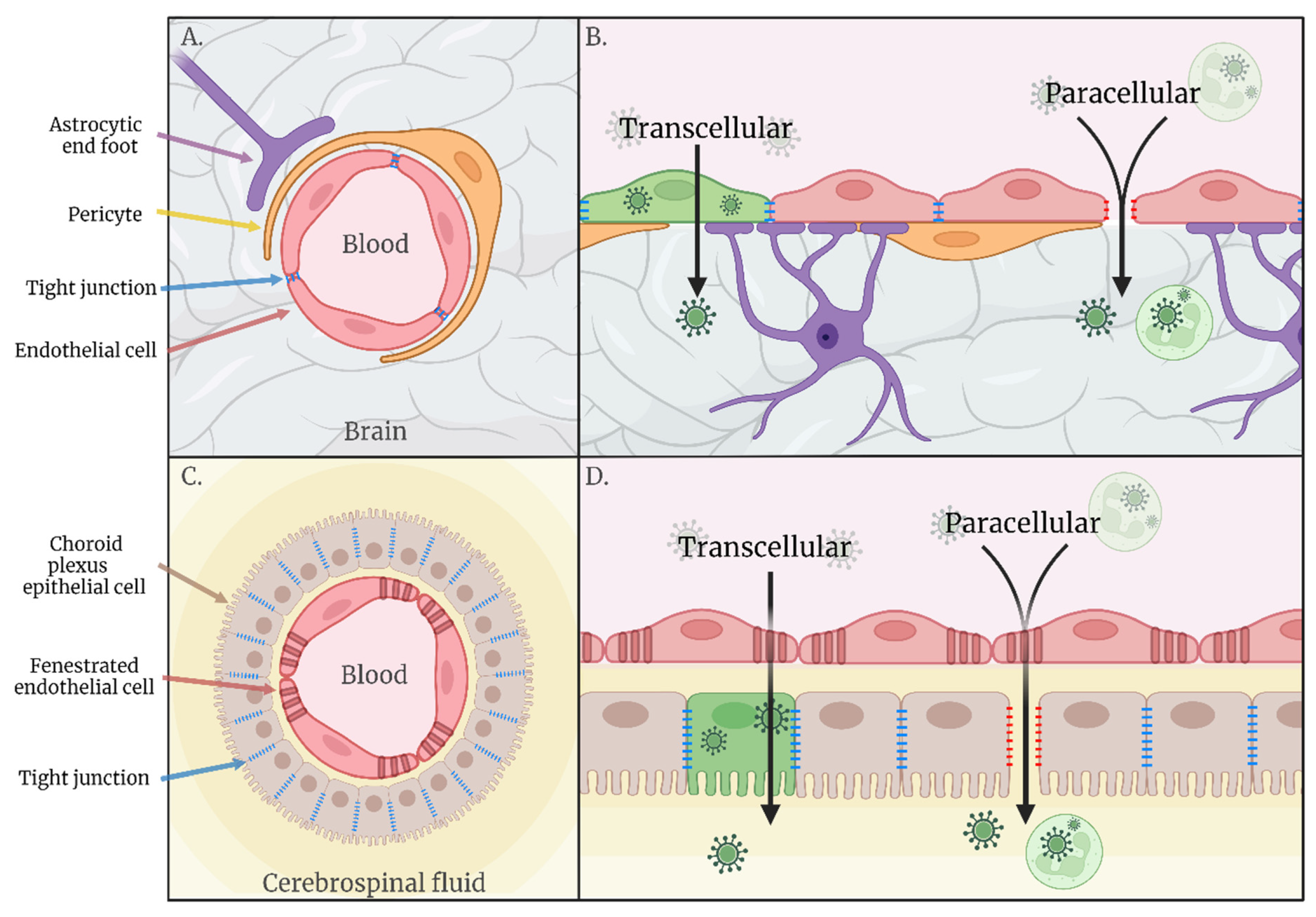 Viruses | Free Full-Text | A Journey to the Central Nervous System: Routes  of Flaviviral Neuroinvasion in Human Disease | HTML