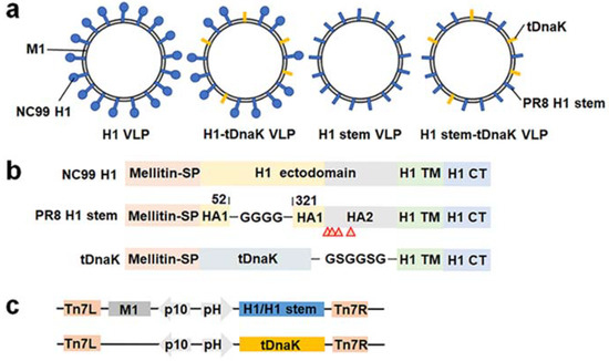 Viruses | Free Full-Text | Chimeric Virus-like Particles Co-Displaying  Hemagglutinin Stem and the C-Terminal Fragment of DnaK Confer Heterologous  Influenza Protection in Mice