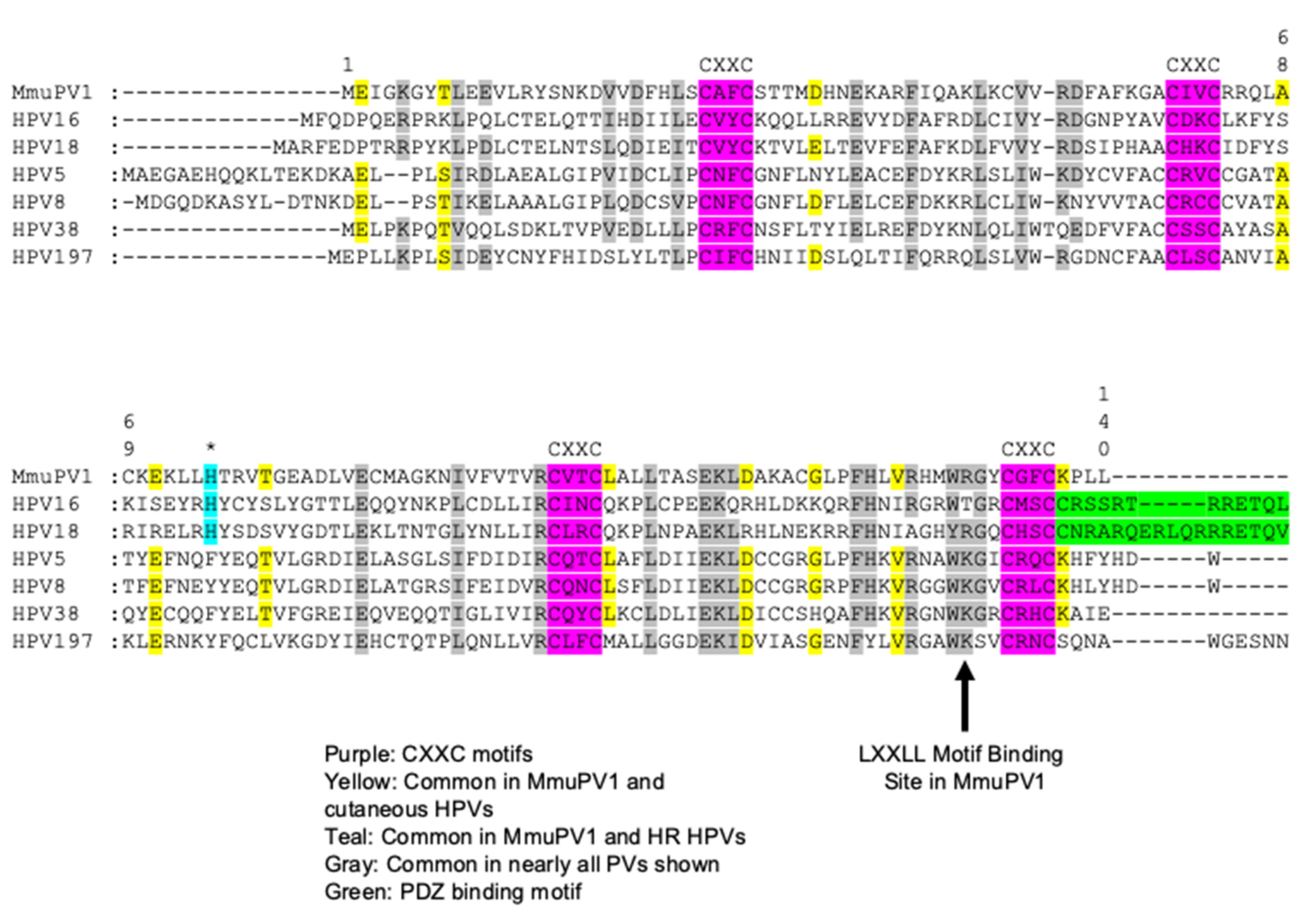 Viruses | Free Full-Text | Molecular Mechanisms of MmuPV1 E6 and