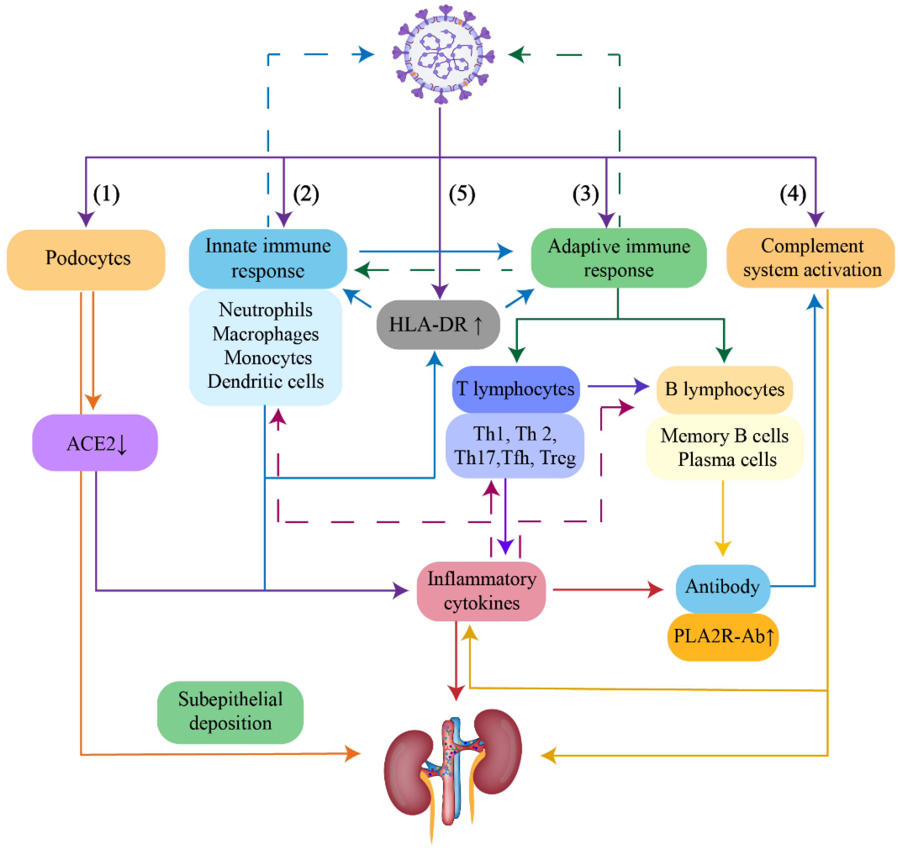 Viruses | Free Full-Text | New-Onset and Relapsed Membranous