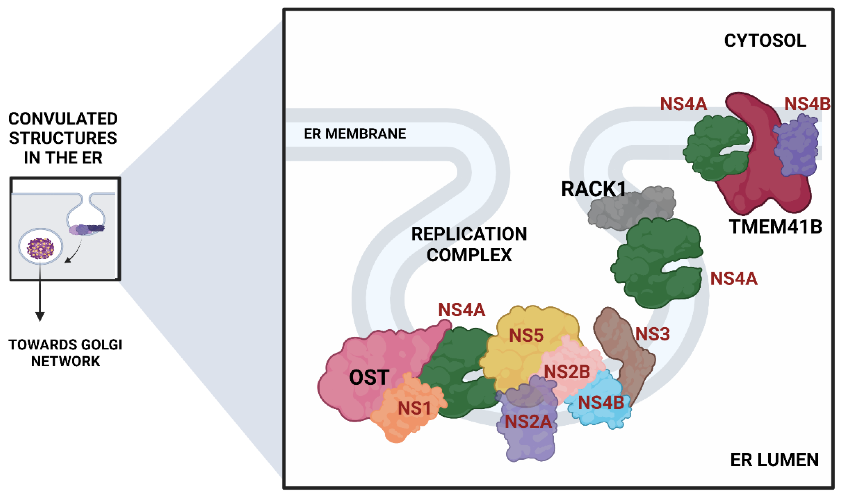 Viruses 14 02164 g004