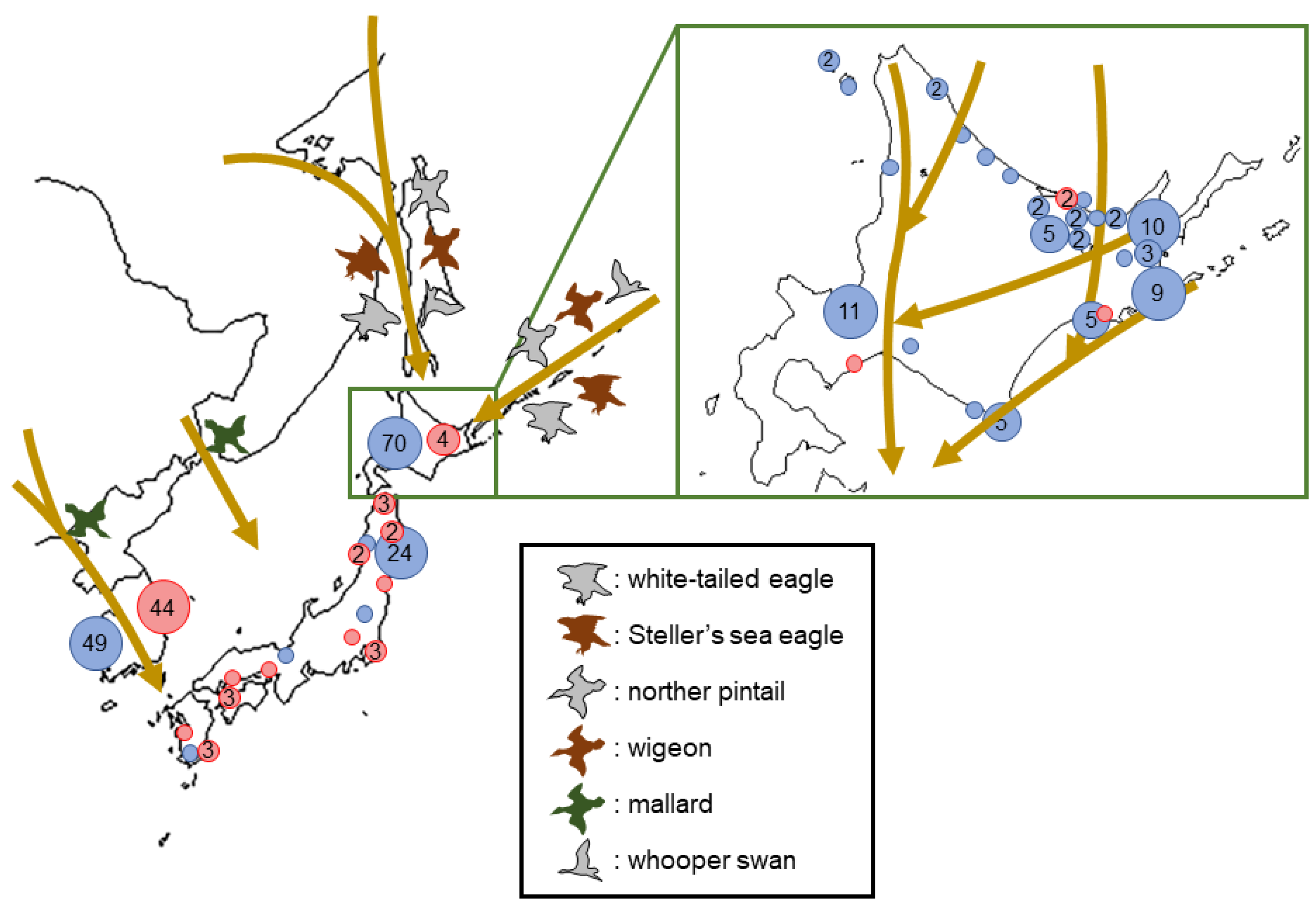 Viruses Free FullText Detection of New H5N1 High Pathogenicity