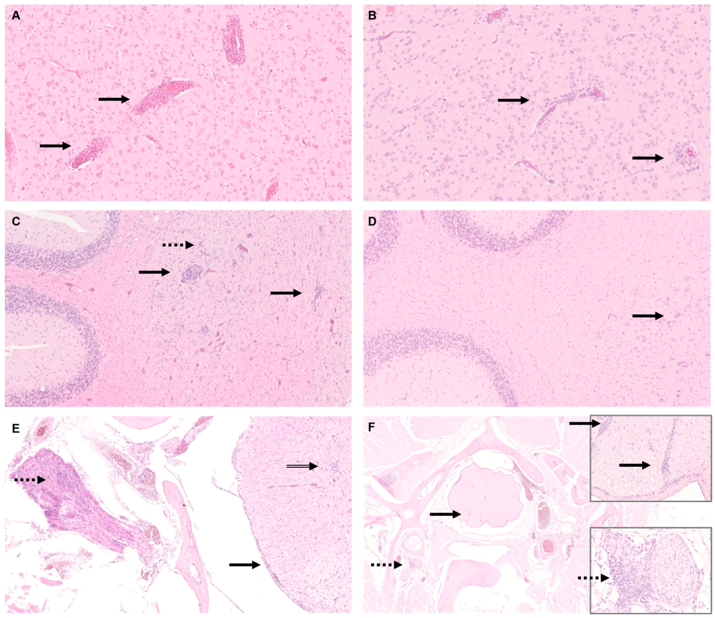 Viruses | Free Full-Text | Tissue Distribution of Parrot