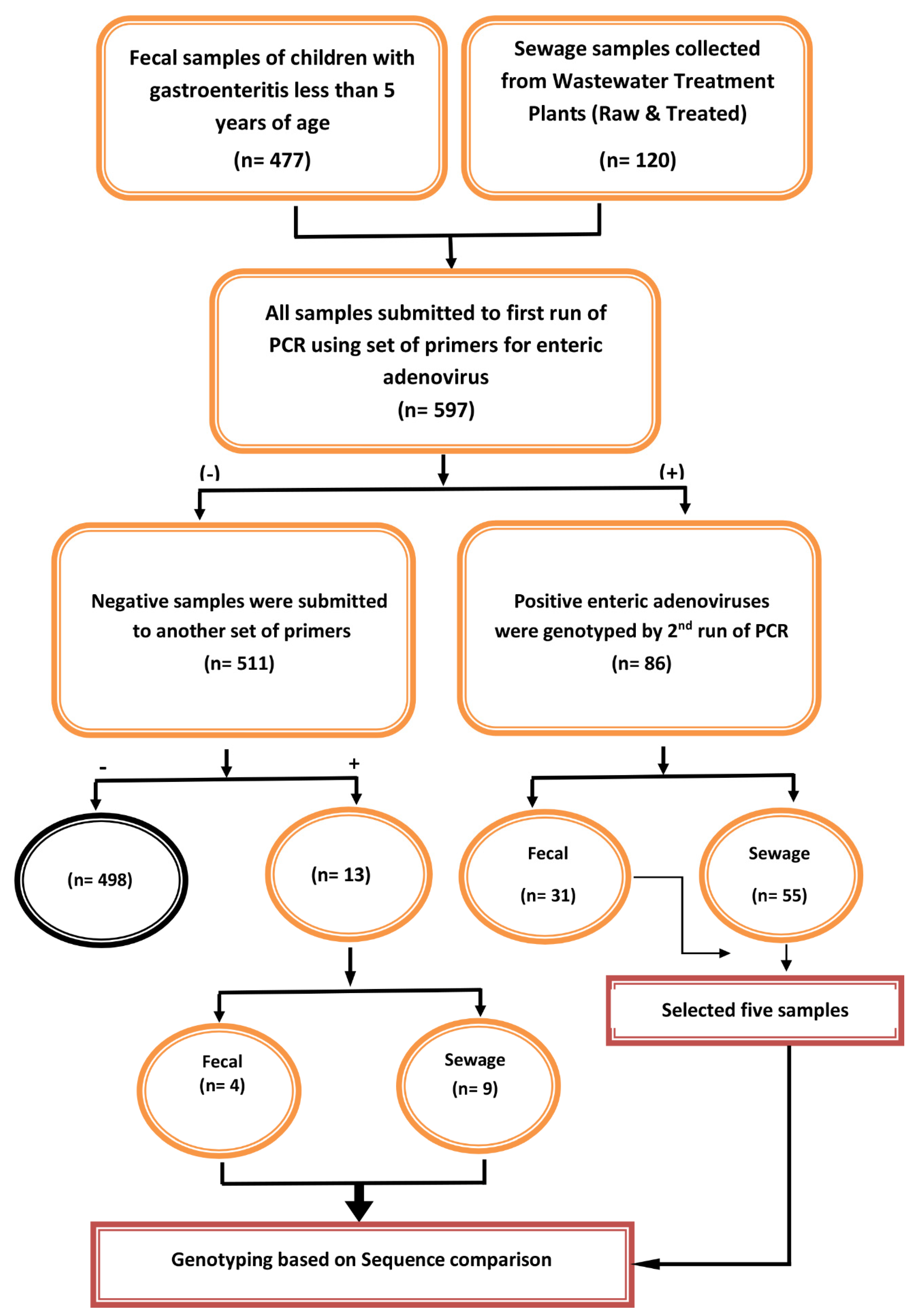 Viruses | Free Full-Text | Isolation and Genotyping of Adenoviruses ...