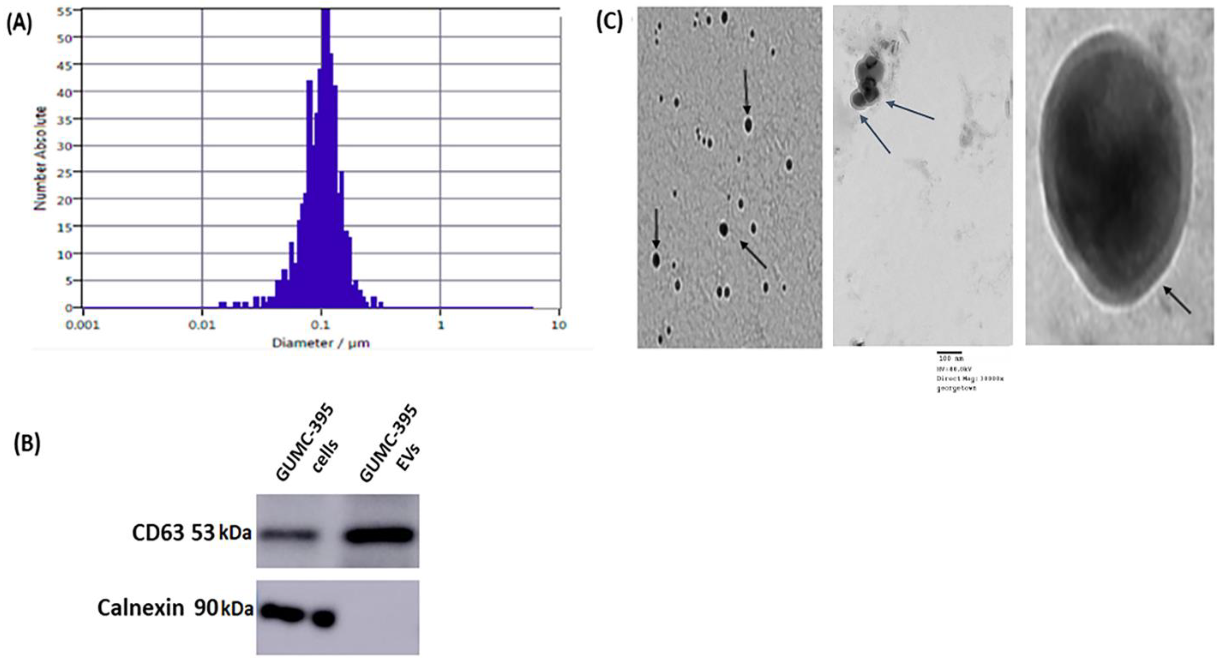 Viruses 14 02226 g002