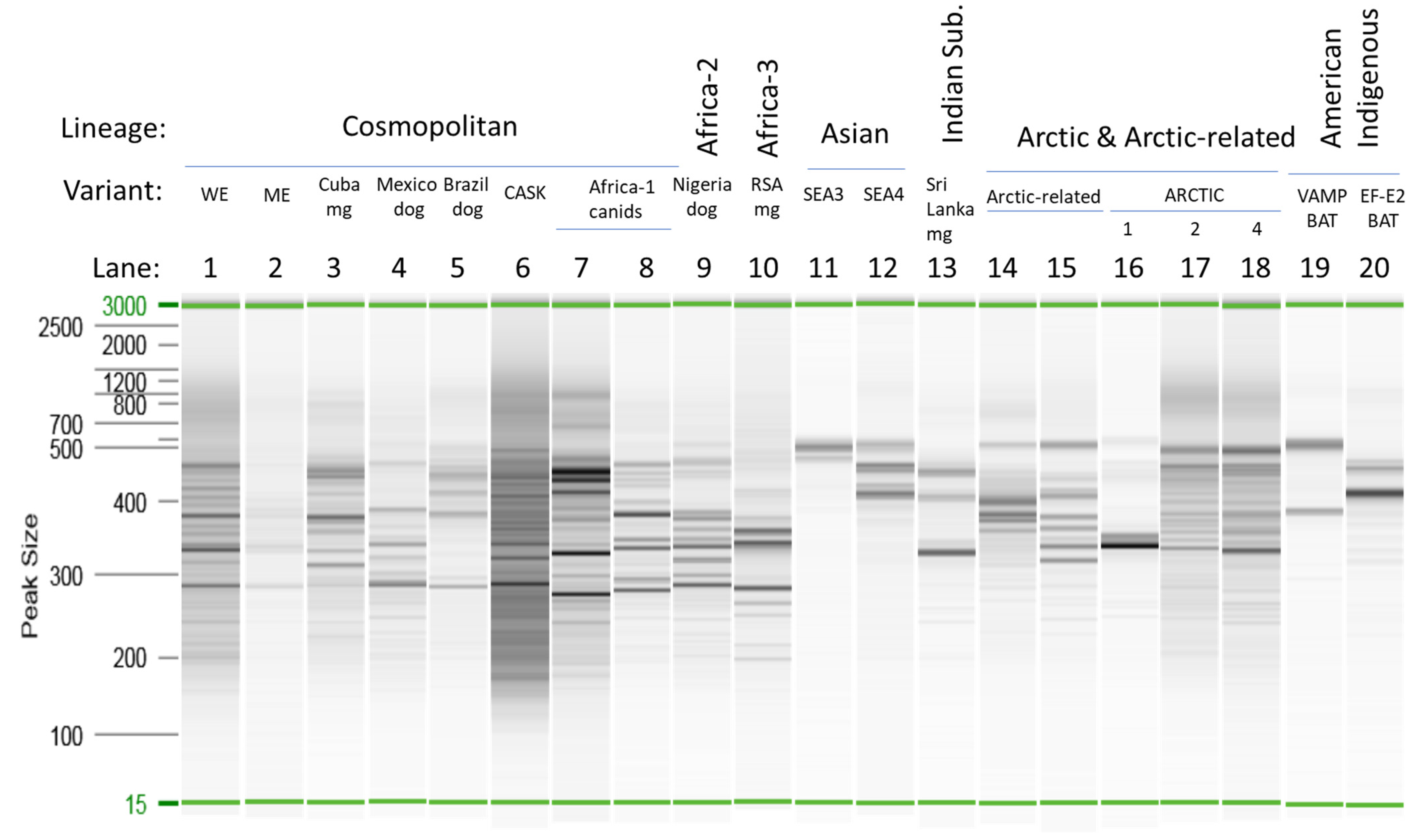 Viruses 14 02241 g002