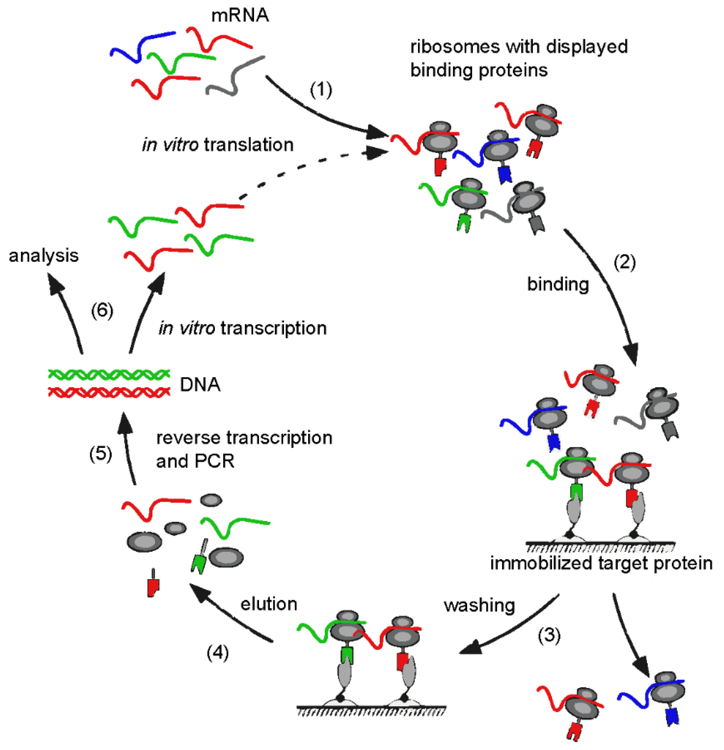 Viruses 14 02242 g004 Viruses 14 02242 g004