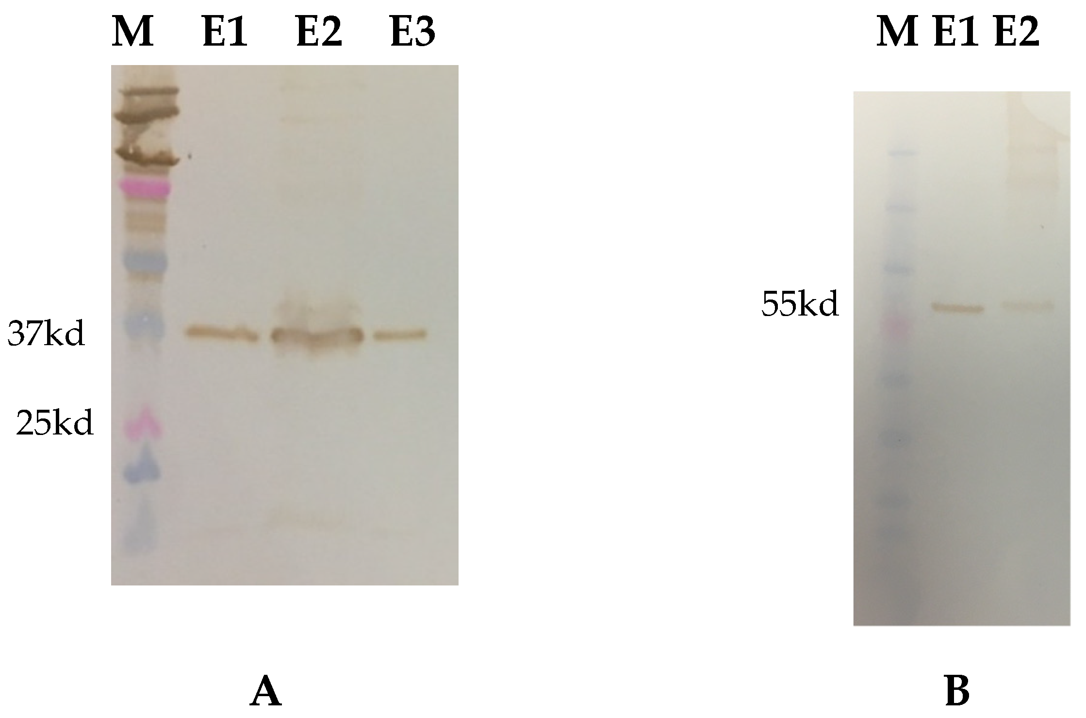 Viruses 14 02250 g001