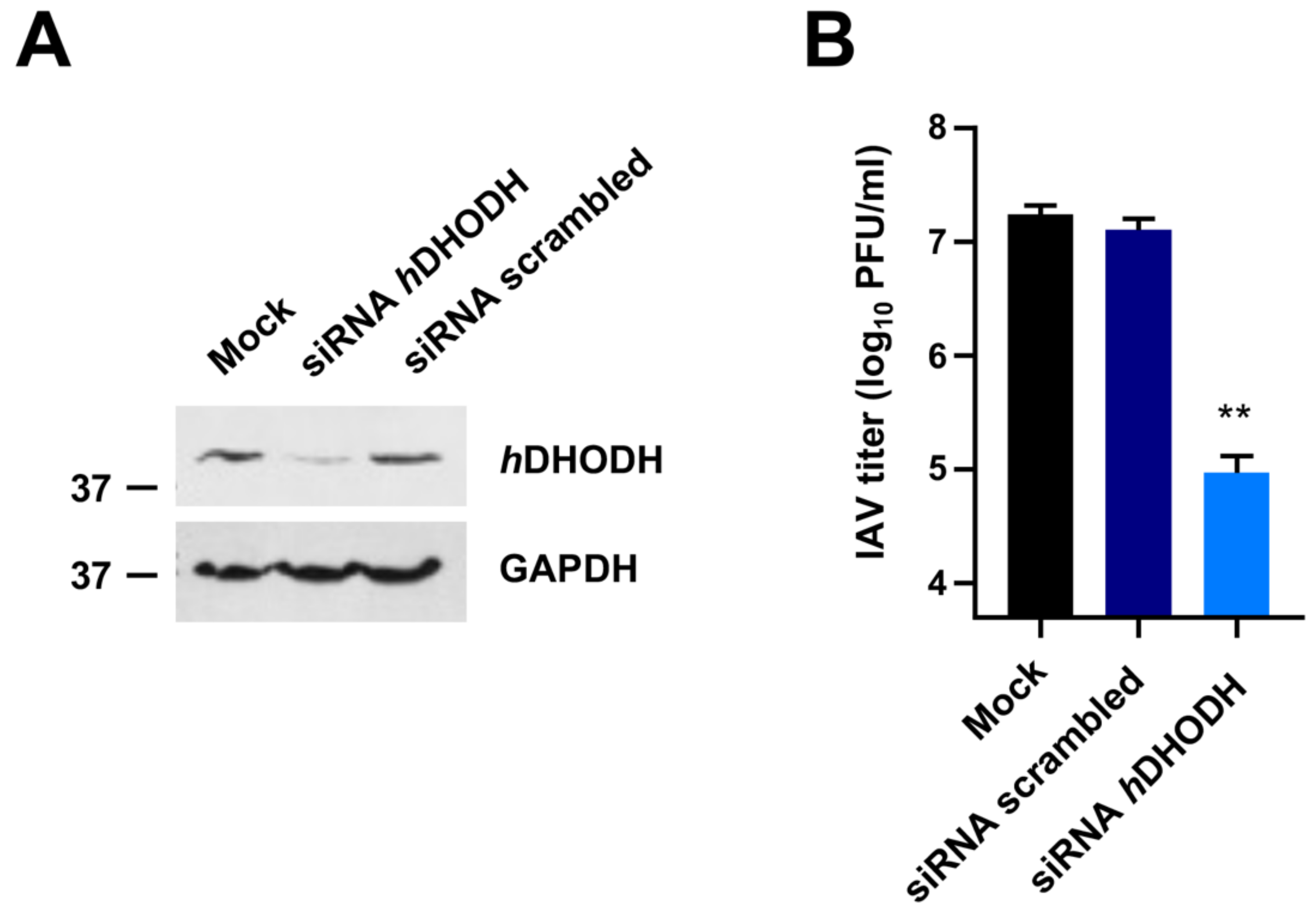 Targeting Acute Myelogenous Leukemia Using Potent Human Dihydroorotate  Dehydrogenase Inhibitors Based on the 2-Hydroxypyrazolo[1,5-a]pyridine  Scaffold: SAR of the Biphenyl Moiety