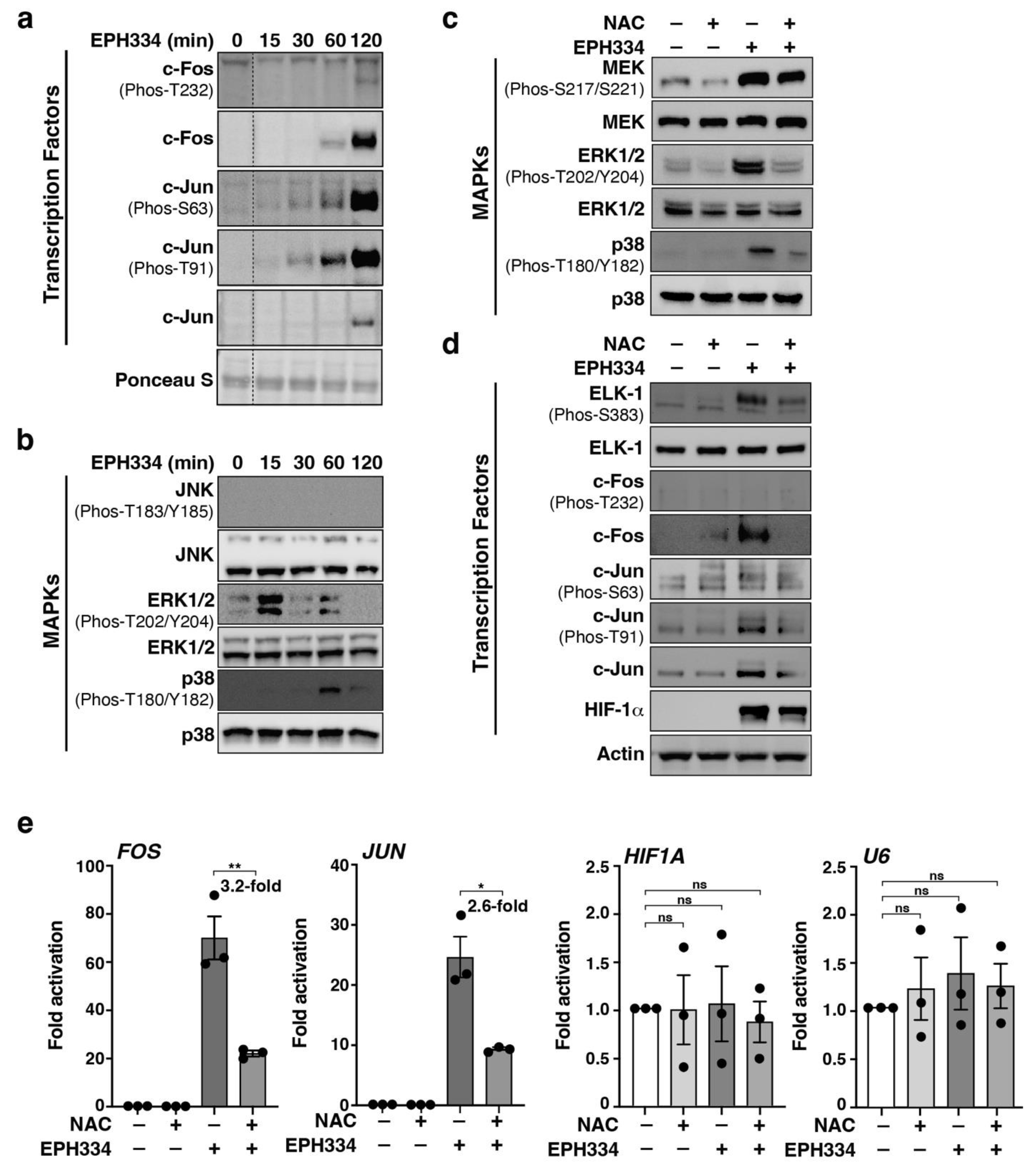 Viruses | Free Full-Text | Host Cell Redox Alterations Promote Latent ...