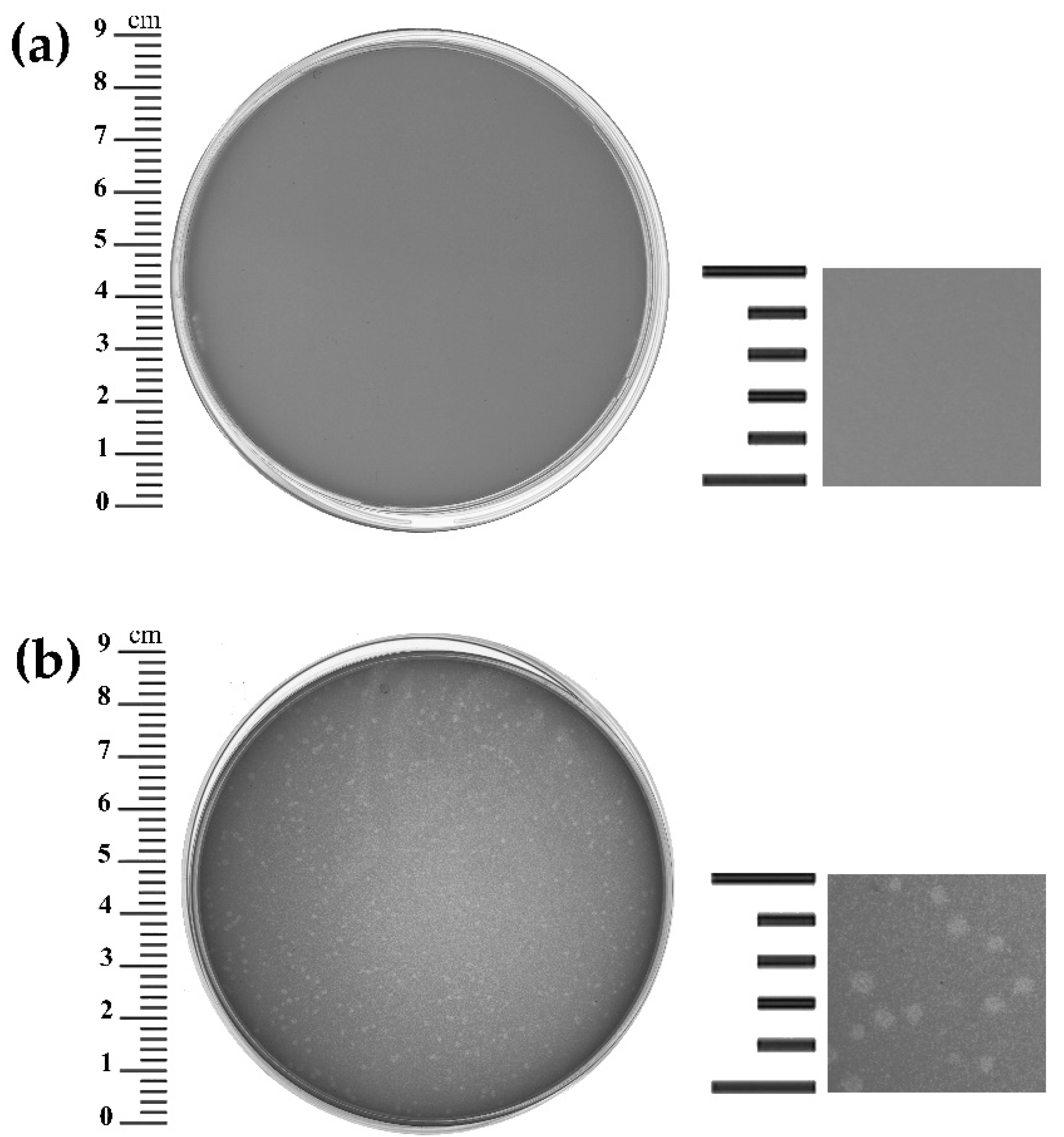 Viruses 14 02300 g001