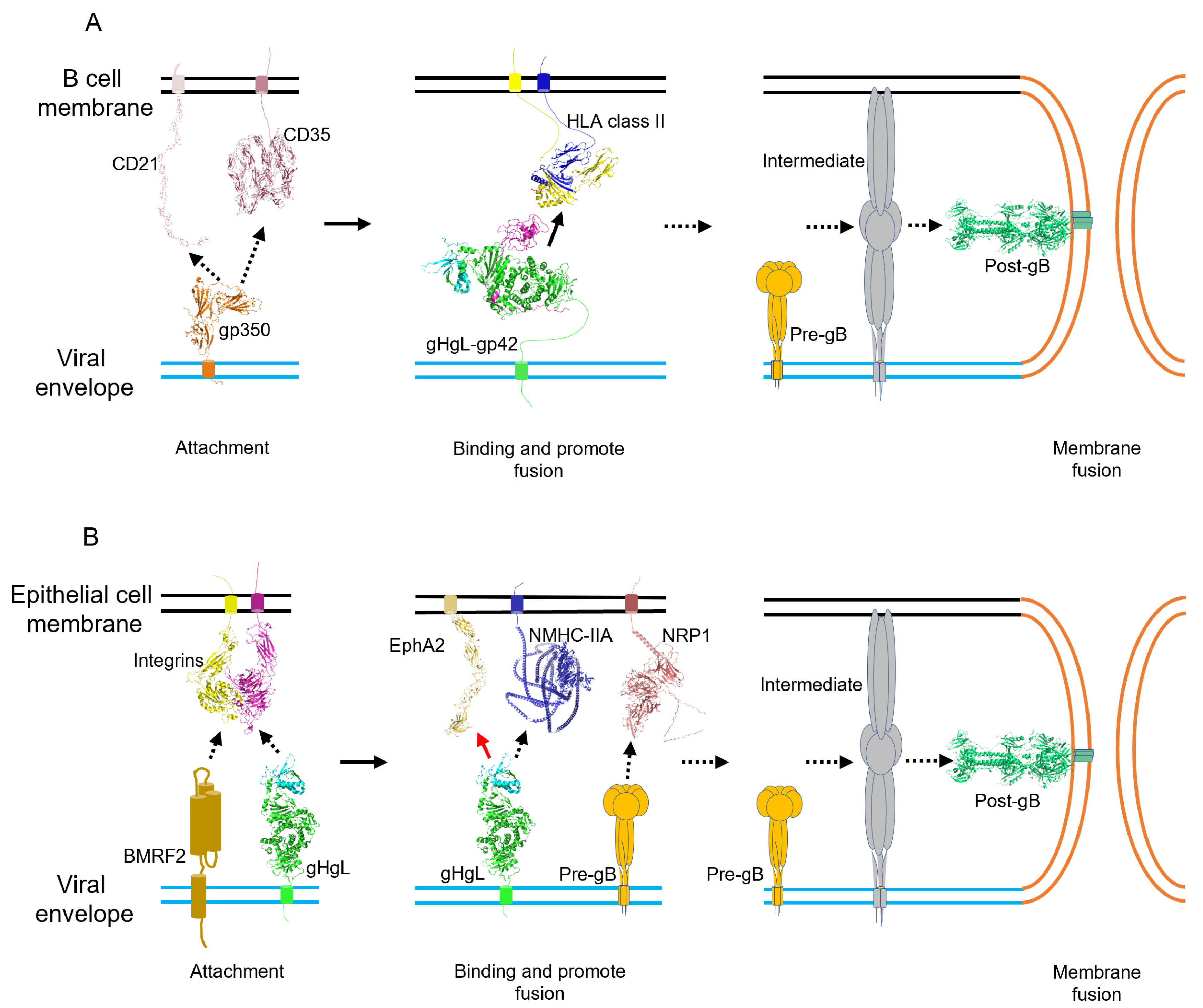 Viruses 14 02372 g002